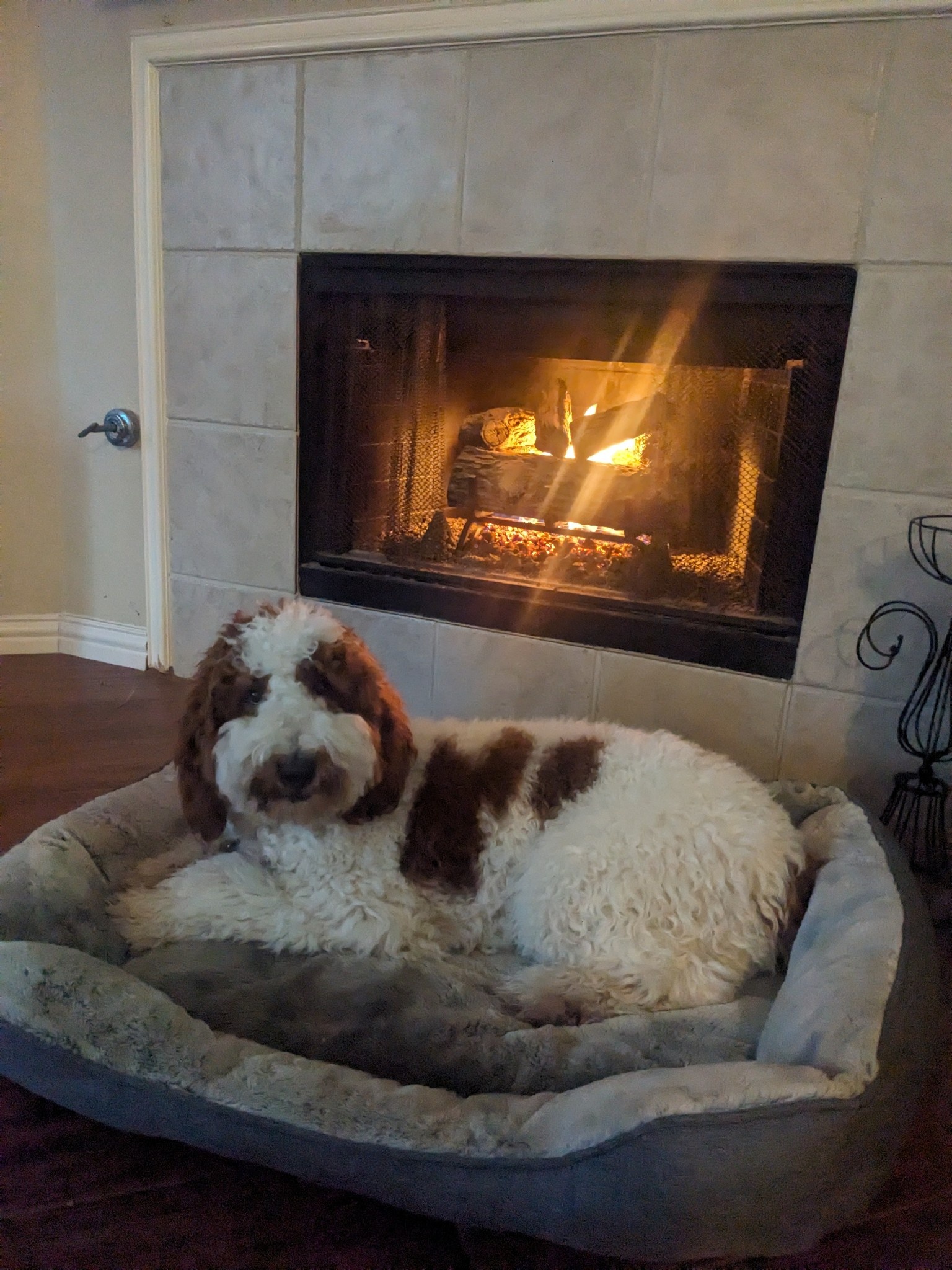 Our goldendoole chilin’ by the fireplace.