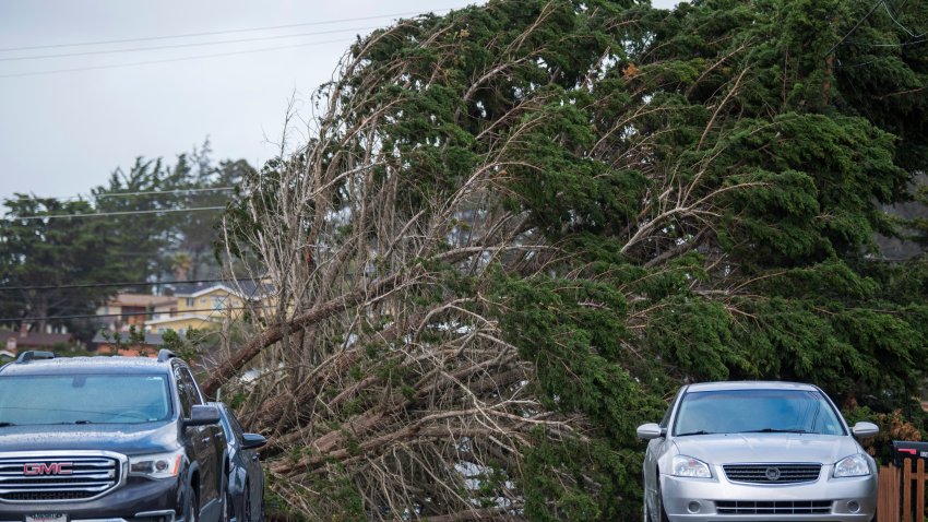 A large tree branch lays across a street in Seaside, Calif., Saturday, Dec. 14, 2024.