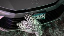 A snowy owl is caught in the grille of a car in northeastern Minnesota before being rescued by Annabell Whelan on Monday, Dec. 23, 2024. (Annabell Whelan via AP)