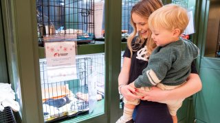 People look at adoptable pets at Operation Kindness pop up in Galleria Dallas.