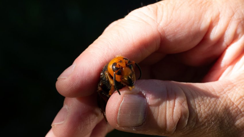 Giant Hornet