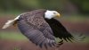 Texas bald eagle killer sentenced to federal prison