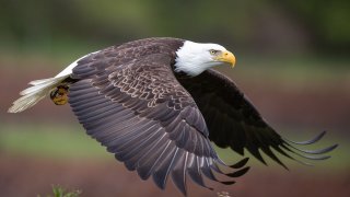 Bald Eagle.