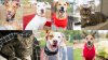 Operation Kindness offers free New Year's Eve pet adoptions