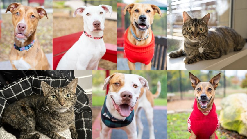 Clockwise from top left: Ariel, Mars, Peanut Butter, Misty, Sadie, Pancho and Stella Ella.