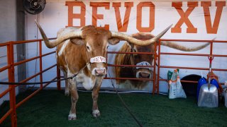 Dec 21, 2024; Austin, Texas, USA; Texas Longhorns live mascot steer Bevo XV during the CFP National playoff first round at Darrell K Royal-Texas Memorial Stadium. Mandatory Credit: Mark J. Rebilas-Imagn Images