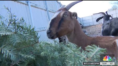 Give your dried-up Christmas tree a second life