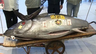 Sushi restaurant chain pays $1.3 million for bluefin tuna at Tokyo auction