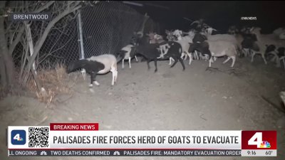 Palisades Fire forces herd of goats to be evacuated from Brentwood