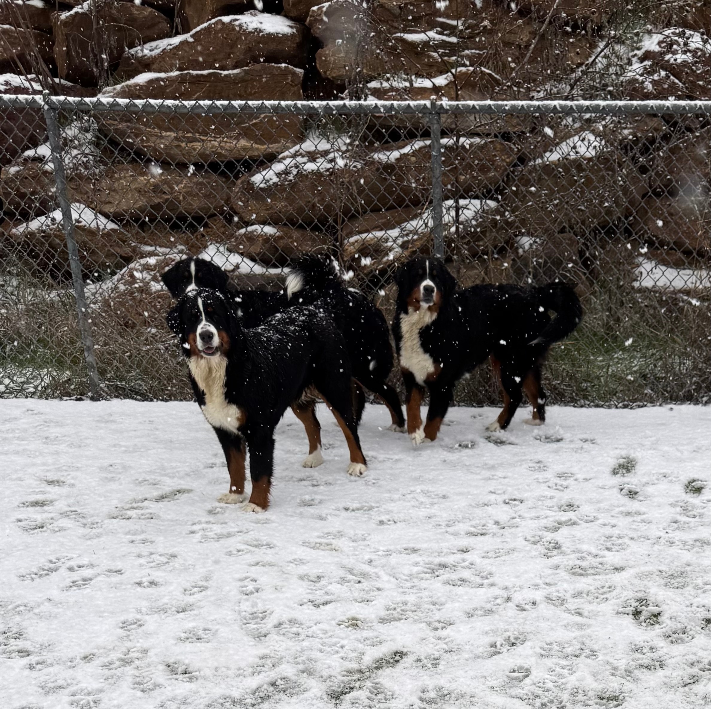 Bernese Mountain Digs love snow!