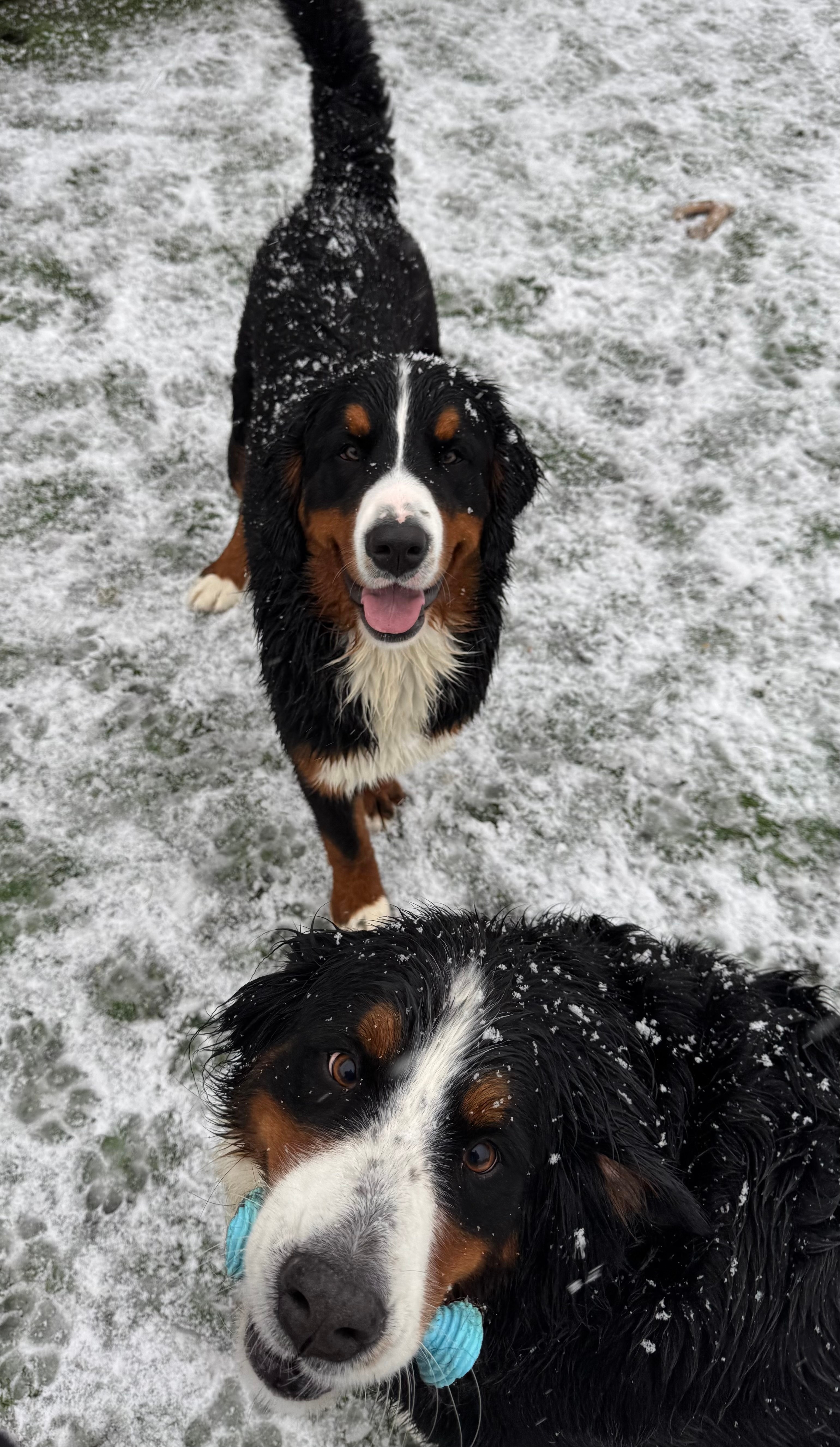 Bernese Mountain Digs love snow!