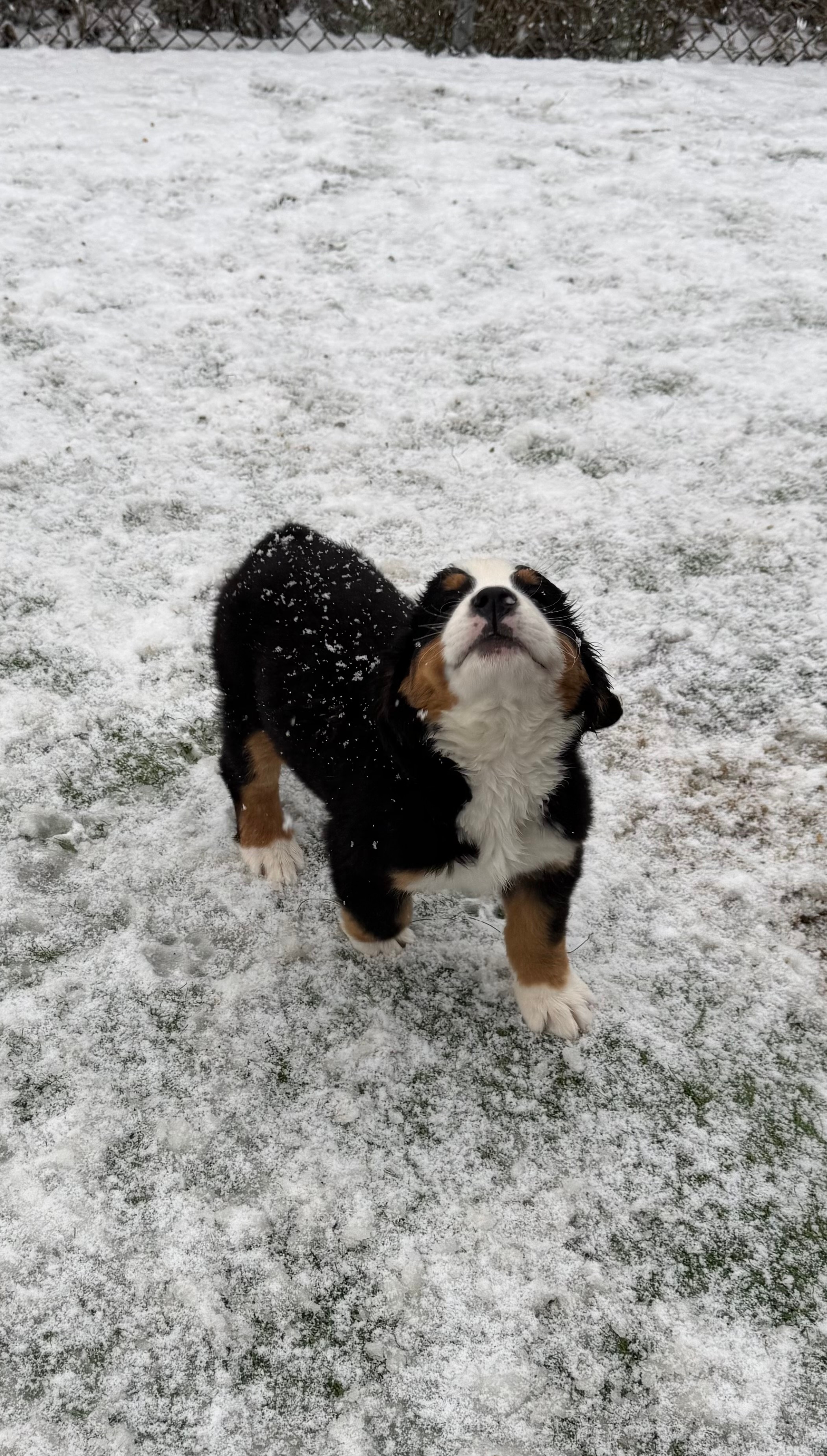 Bernese Mountain Digs love snow!