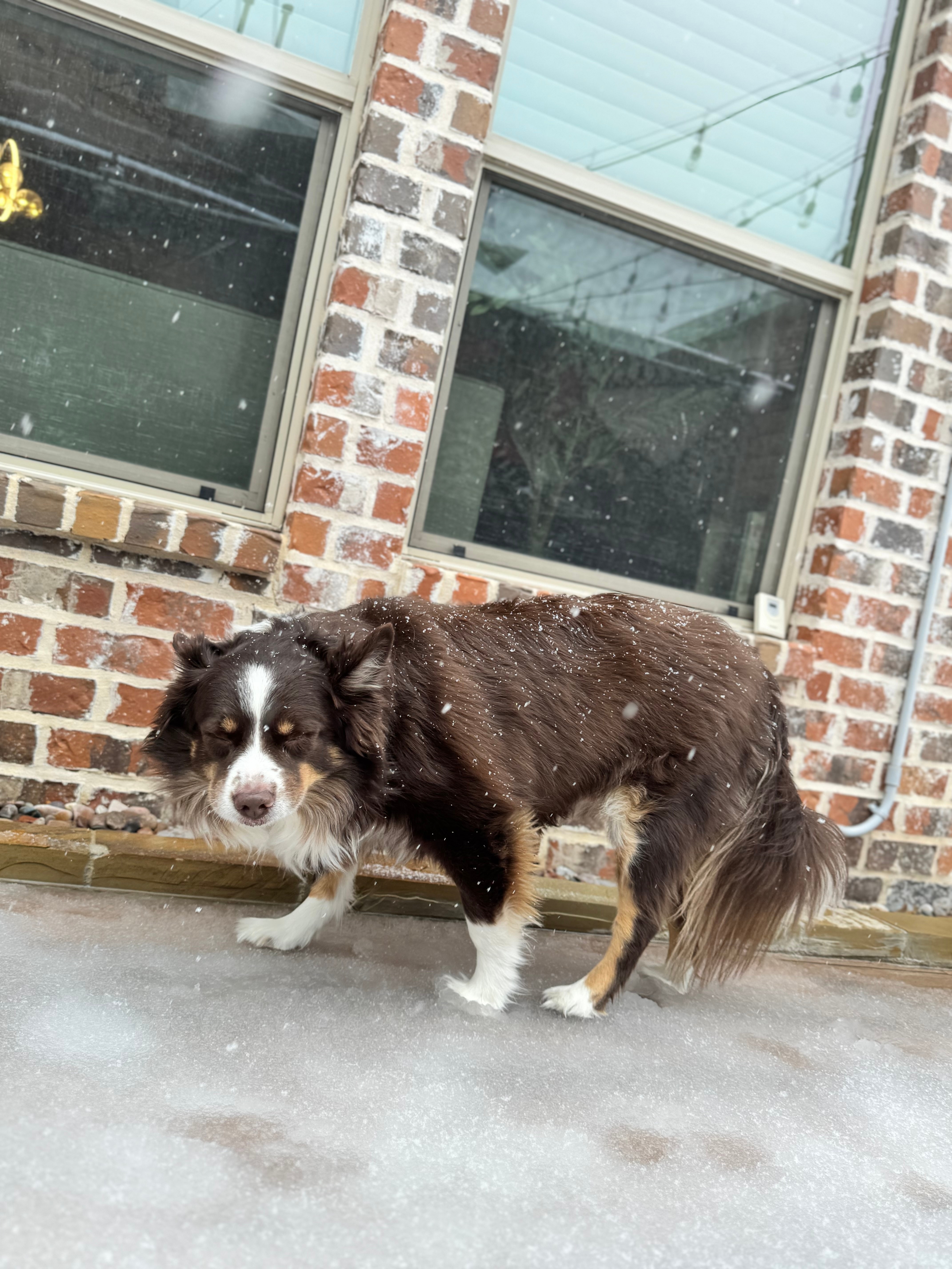 Benji is a little Aussie and he was having a blast in the snow!