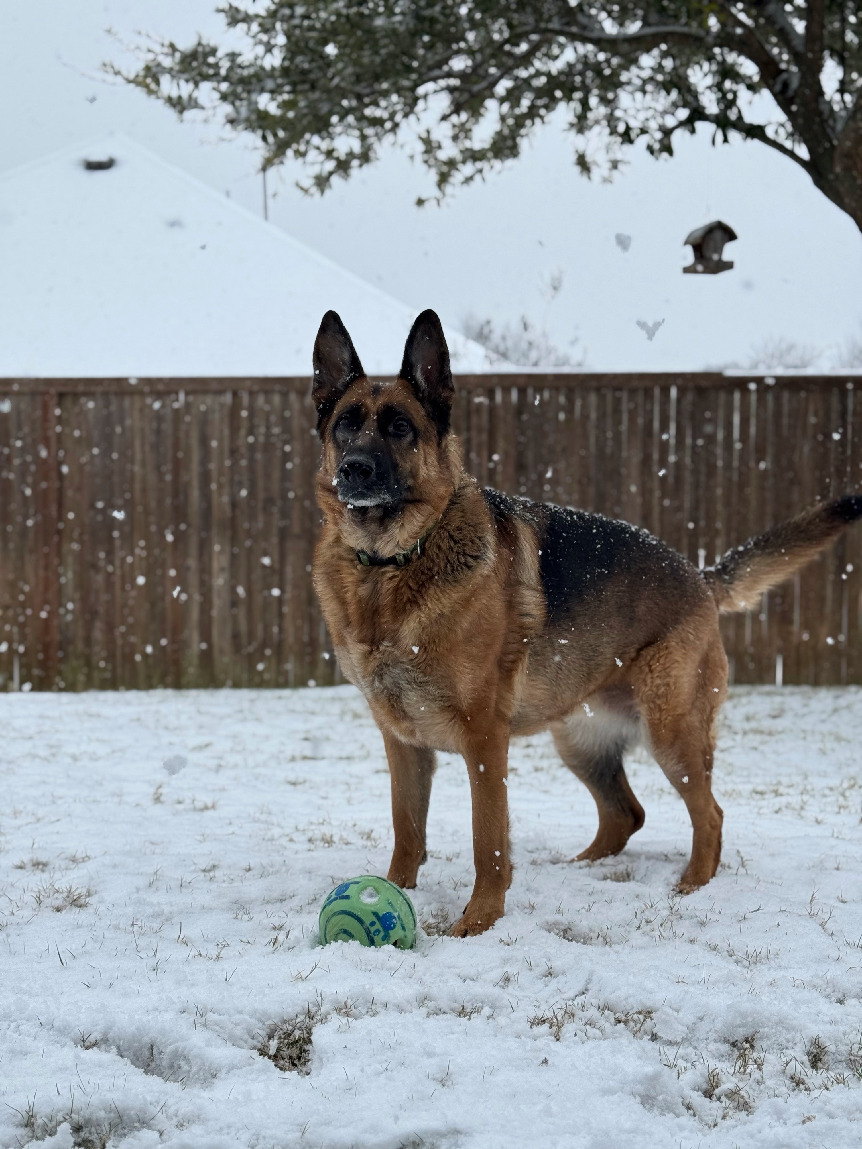 [tint-NBC_DFW] [EXTERNAL] puppy snow day pics 2025