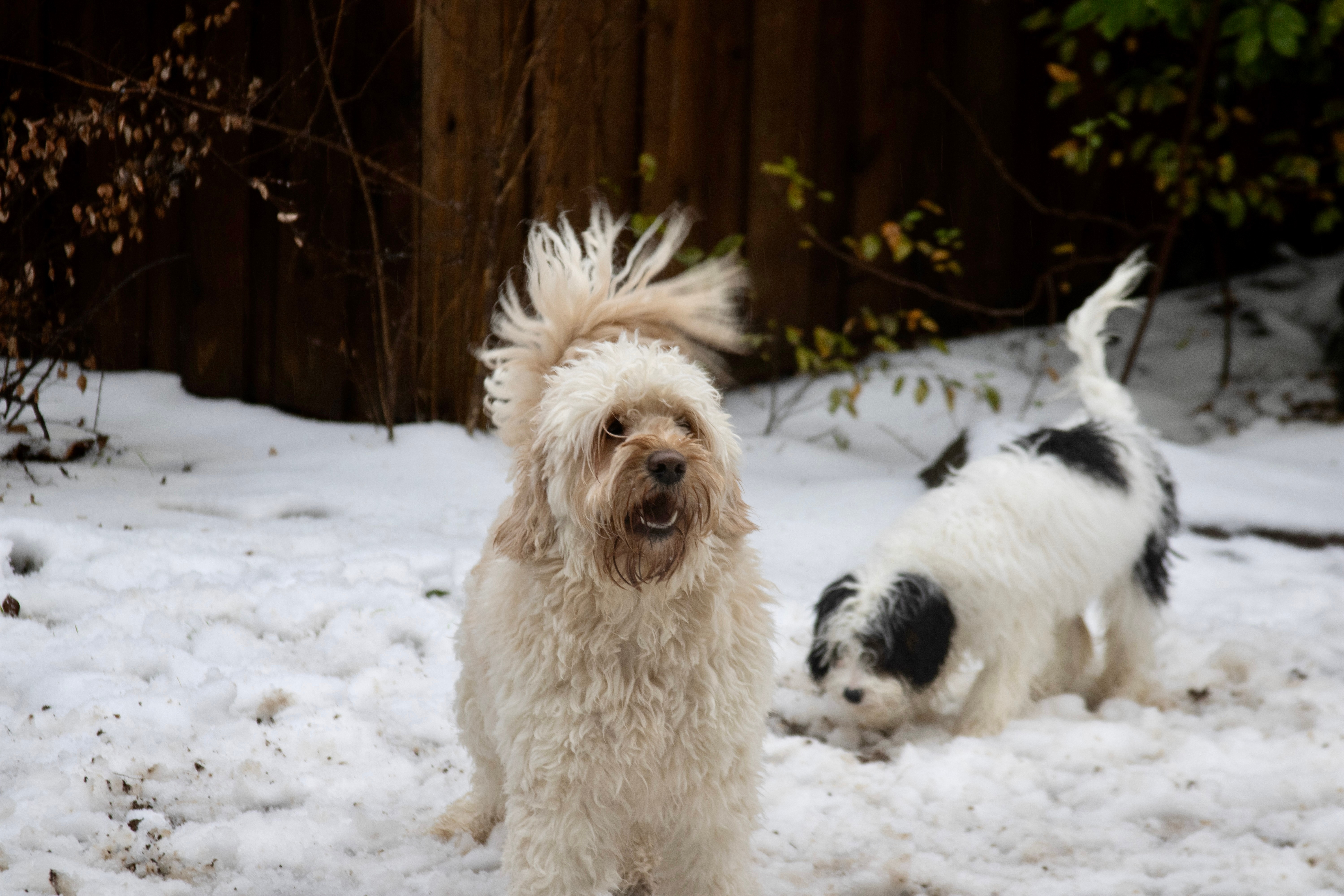 Hello! Attached are photos of my dogs playing in the snow. The goldendoodle<br />
is Lady Bird and the cavapoo is Snoopy. Lady Bird is 2 years old and Snoopy<br />
is 5 months old. We would love to see them on the news if you have a<br />
segment that’s related! Thank you!