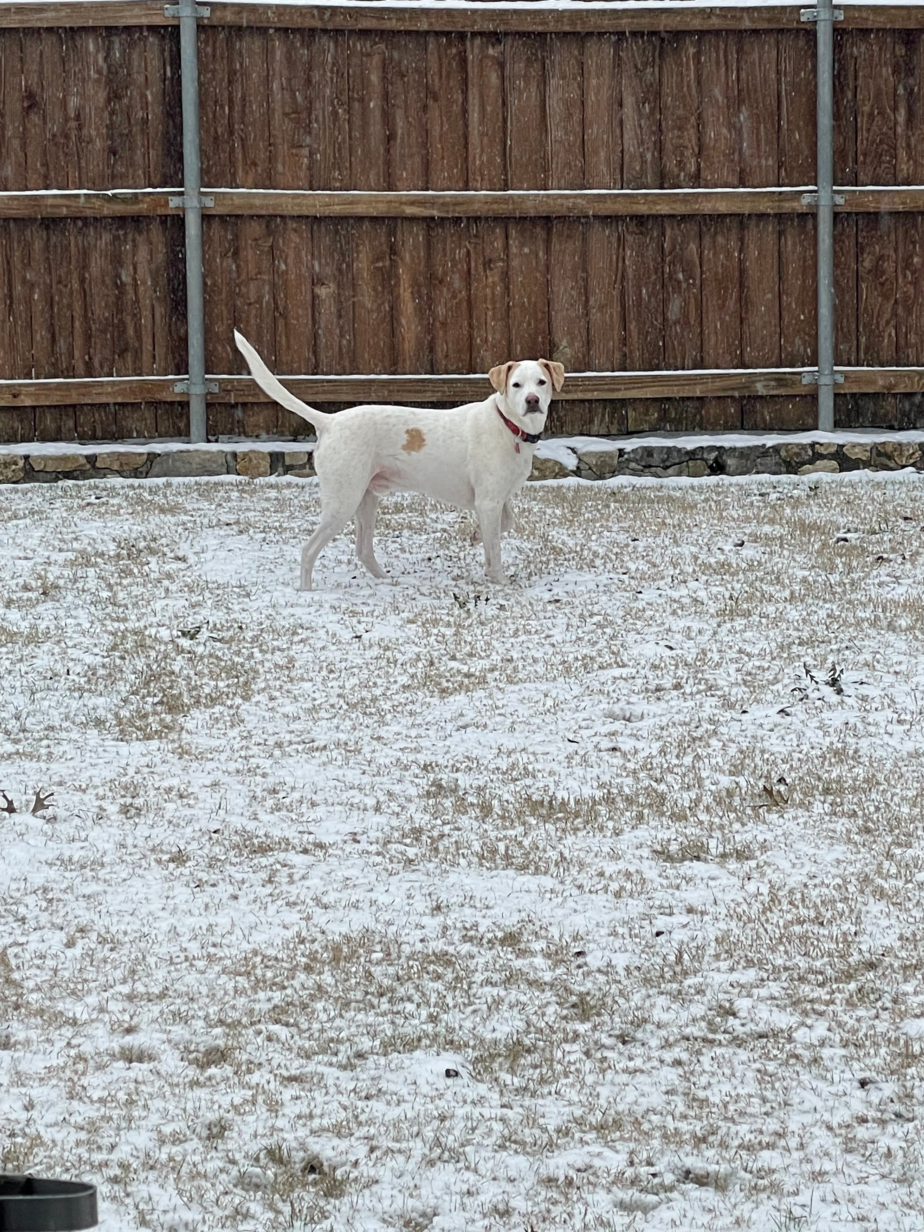 Gage is having so much fun in the snow in McKinney!