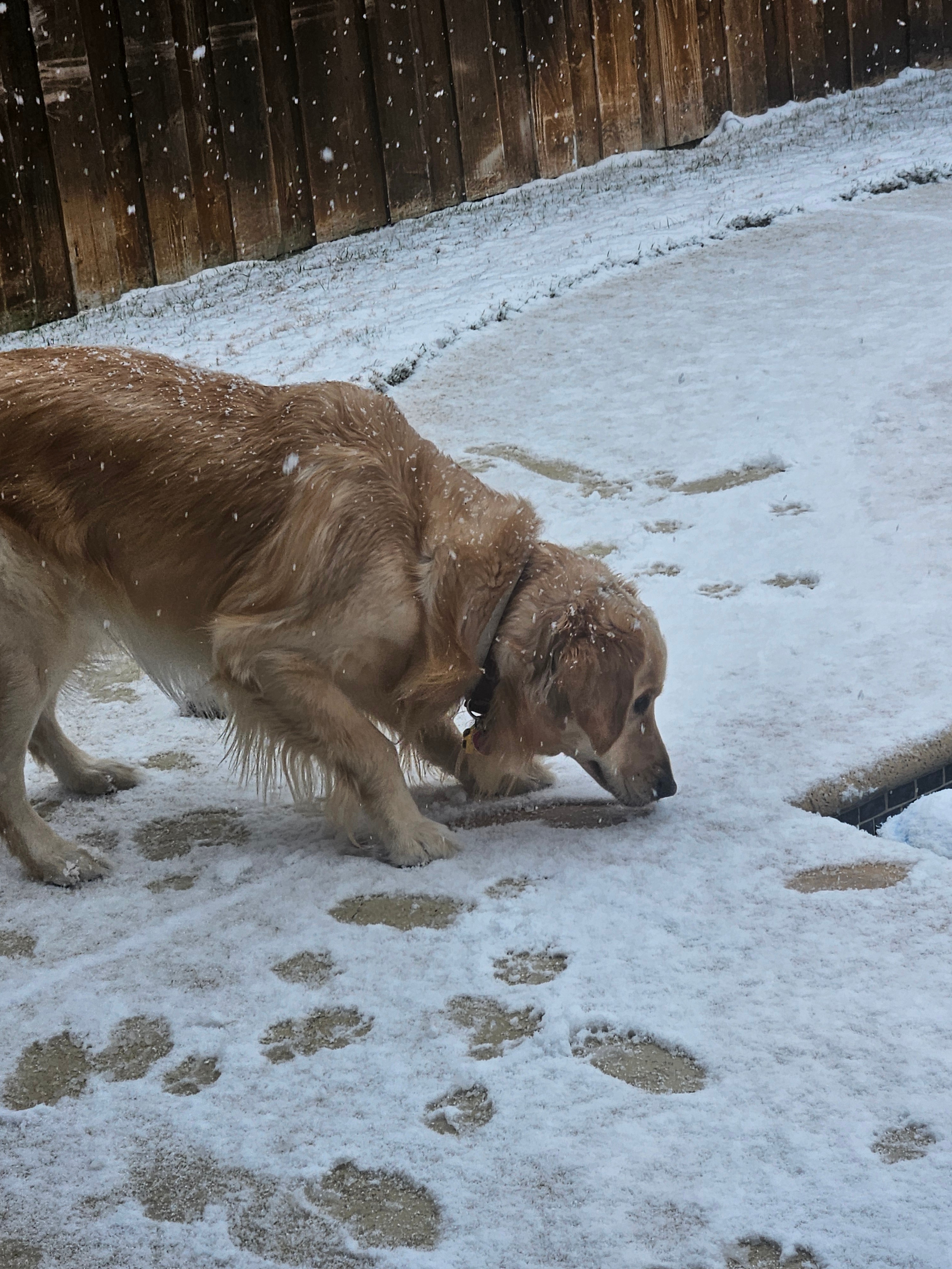 Here is a picture of my dog loving the snow. His name is Bowden and he is 1<br />
year old it is his first time seeing snow!