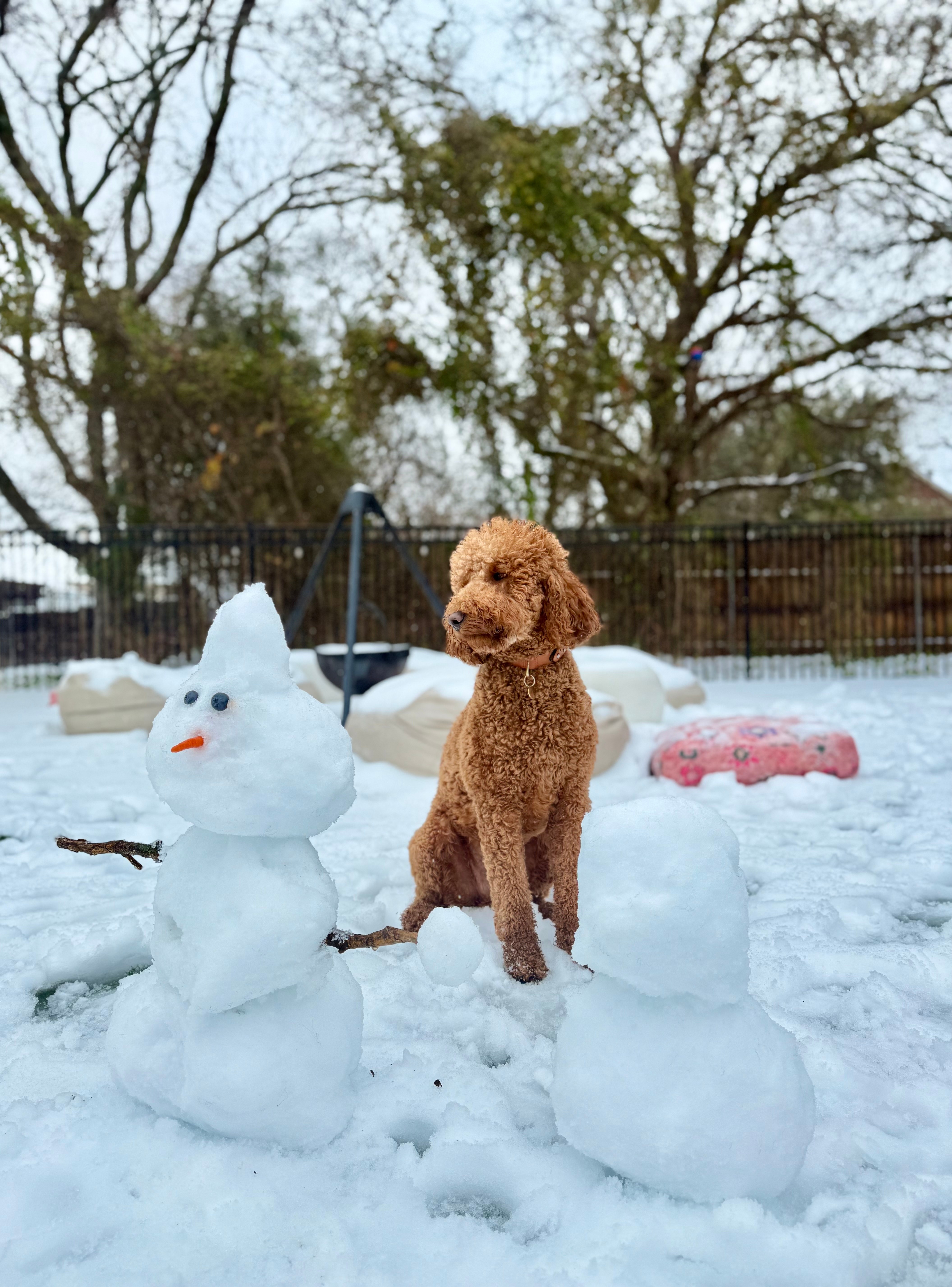 Meet Leo From Allen Texas!