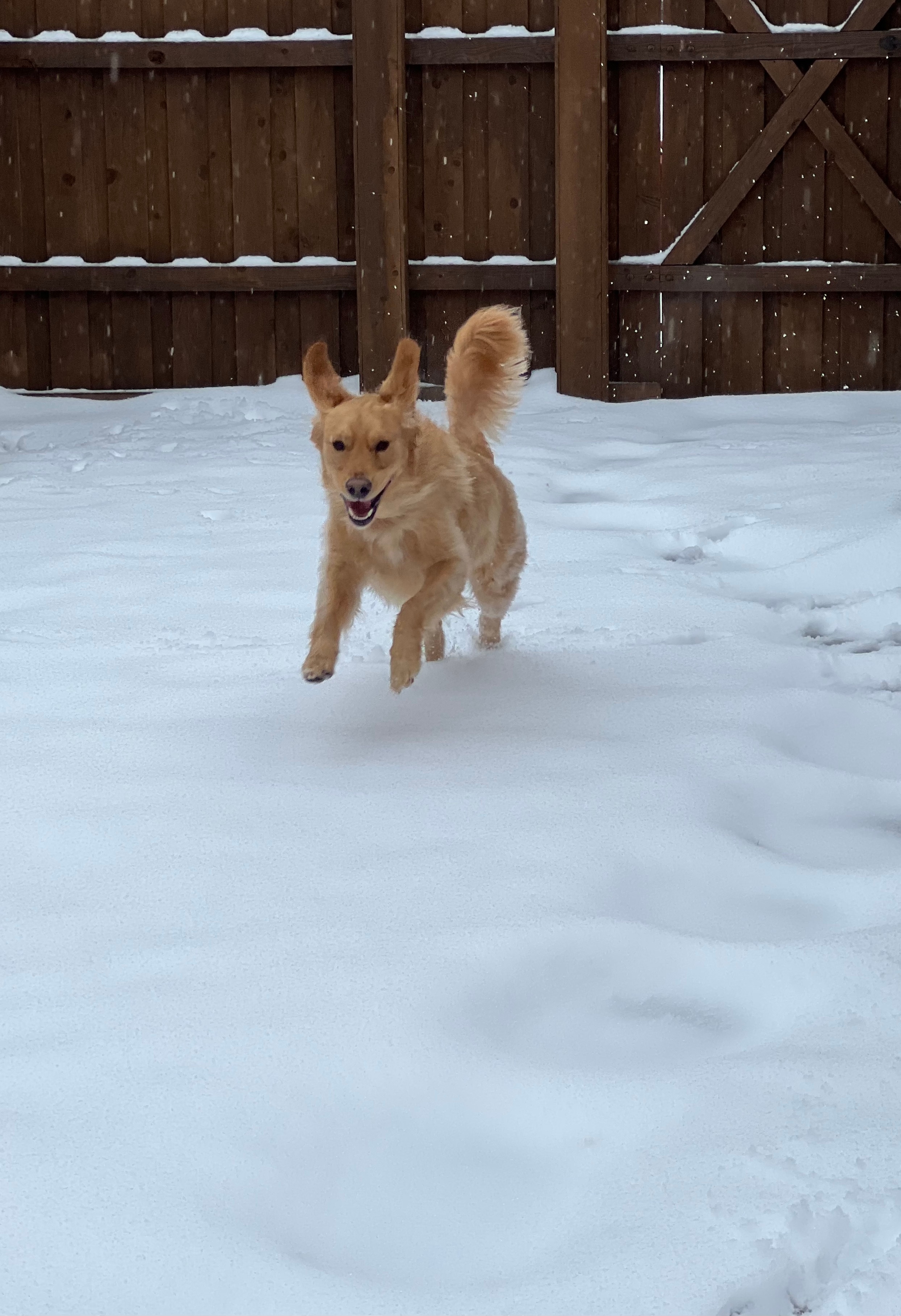 Matador (2 yrs) LOVED experiencing her 1st snow. Running, digging and playing today.