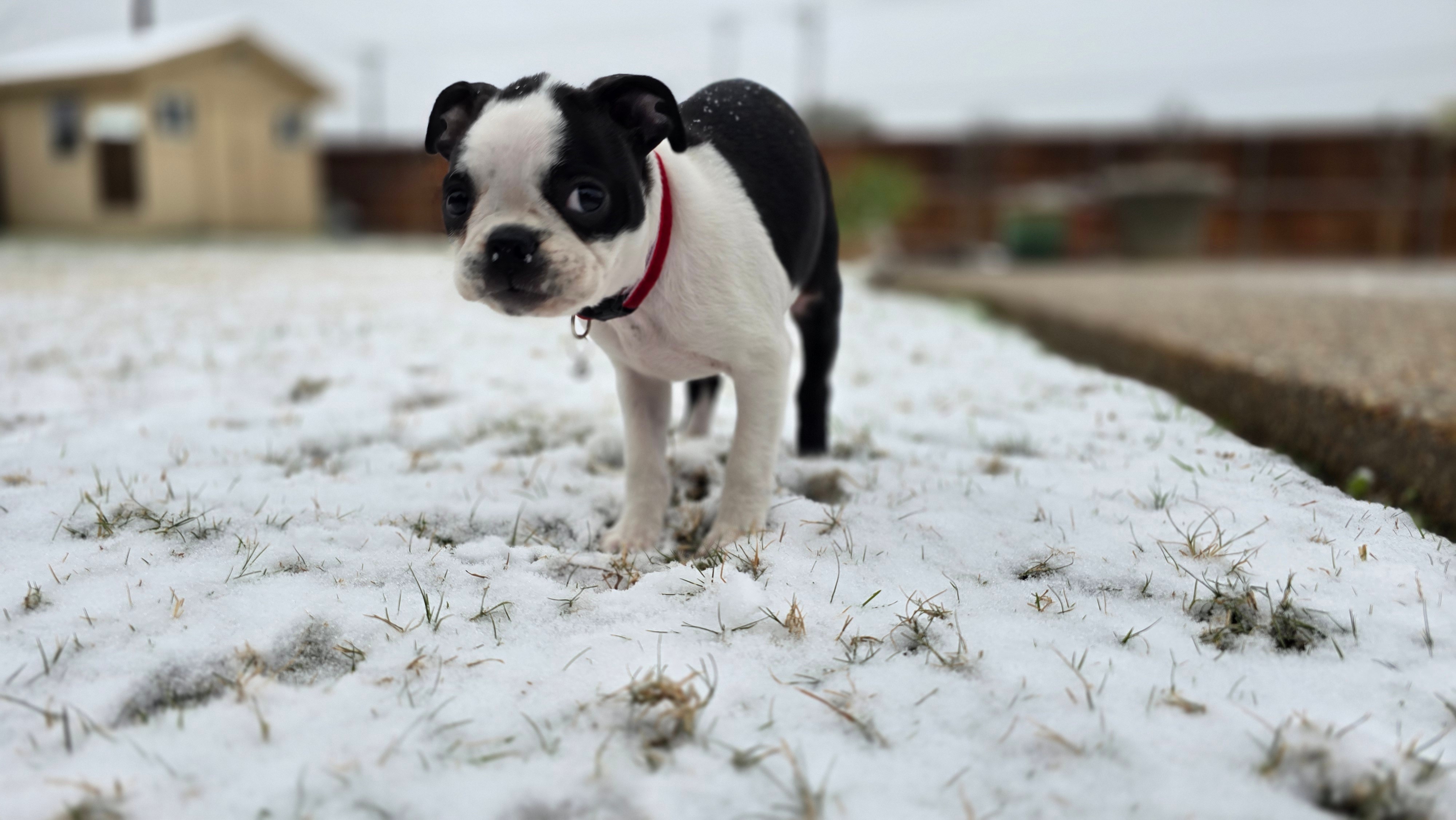 This is my son, Pierce, along with our dog Reese (brown) and puppy, Dot.<br />
We are out of Sachse. The snow was gorgeous!!<br />
Stay safe and warm!Amanda Donihoo 
Yahoo Mail: Search, Organize, Conquer