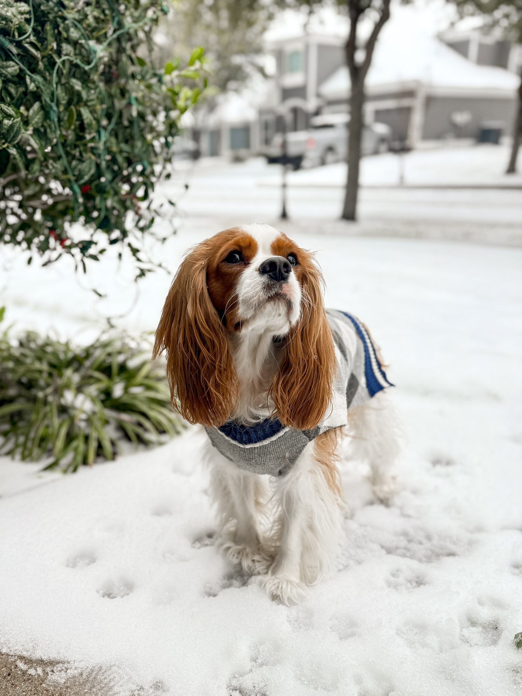 Hank enjoyed his snow day today. 
Molly Johns<br />
Chick-fil-A Conway<br />
682.556.6924