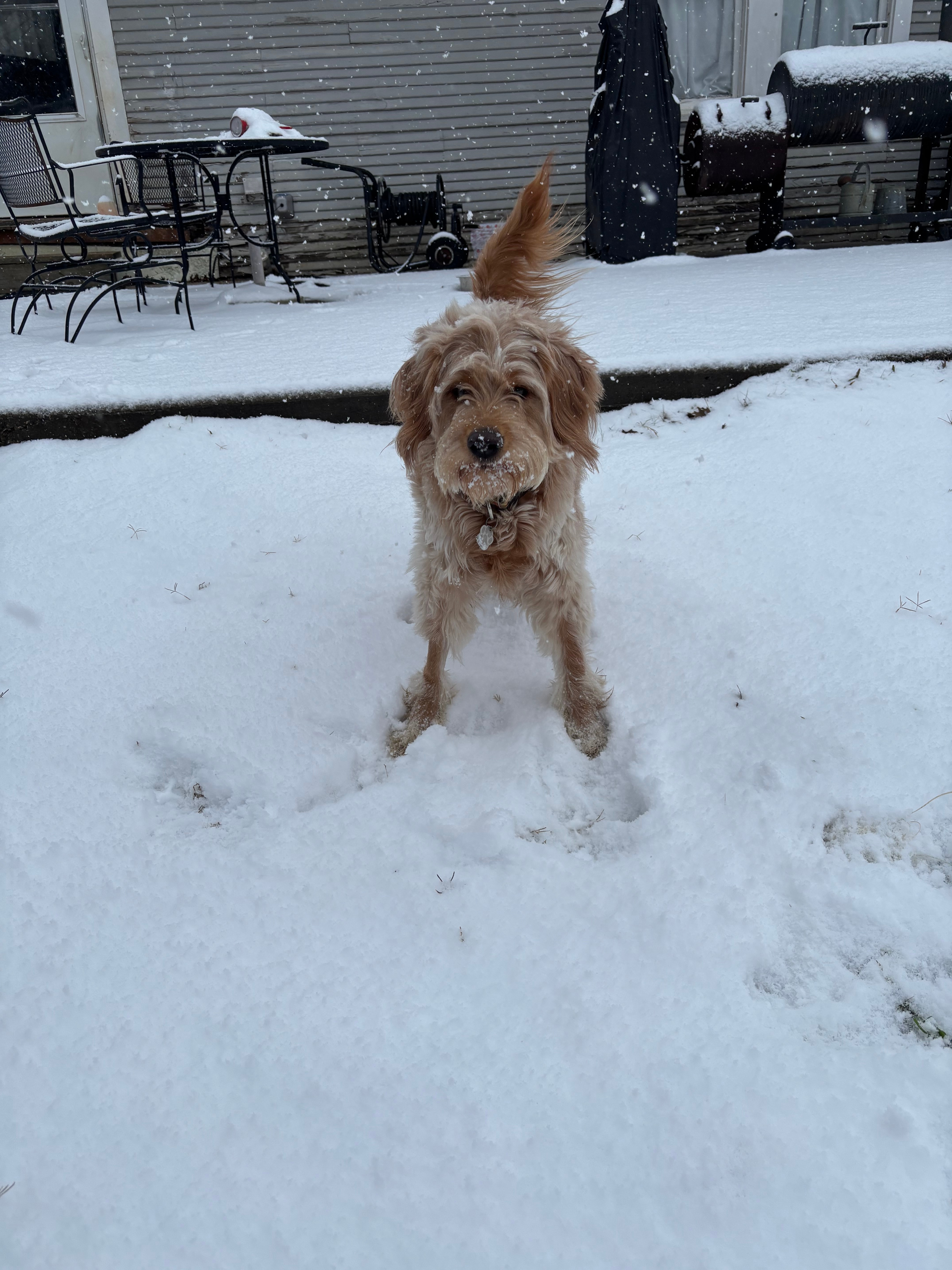 Roo, the Comfort Dog from Martin Elementary, Celina ISD is so excited to see snow for the 1st time!