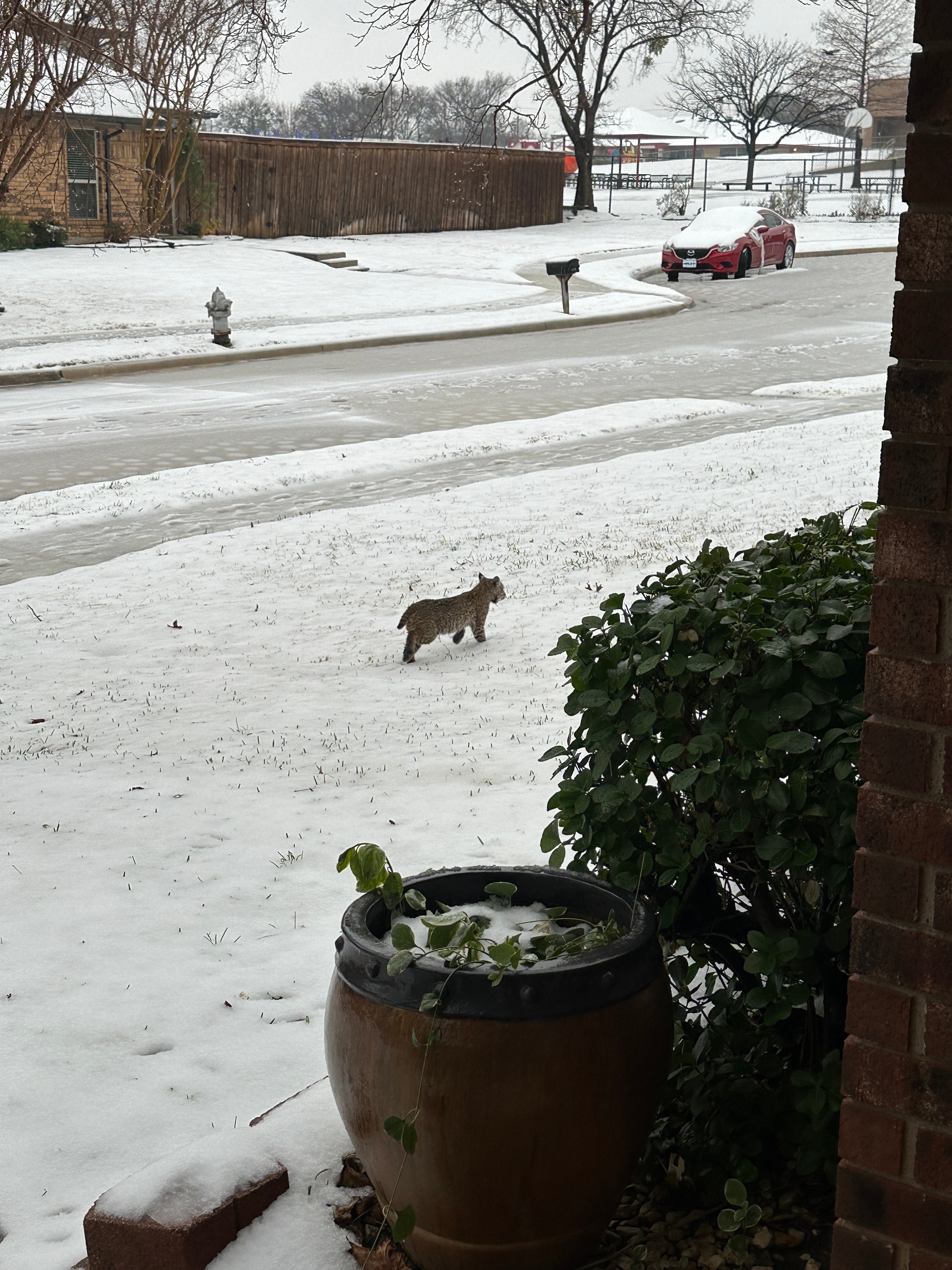 From inner tubing and playing in the snow, to the neighborhood bobcats<br />
playing in my front yard, today was a successful day!
Thank you,
Michelle Hamouch<br />
Michelle.S.Hamouch@gmail.com<br />
M: (469)767-0902