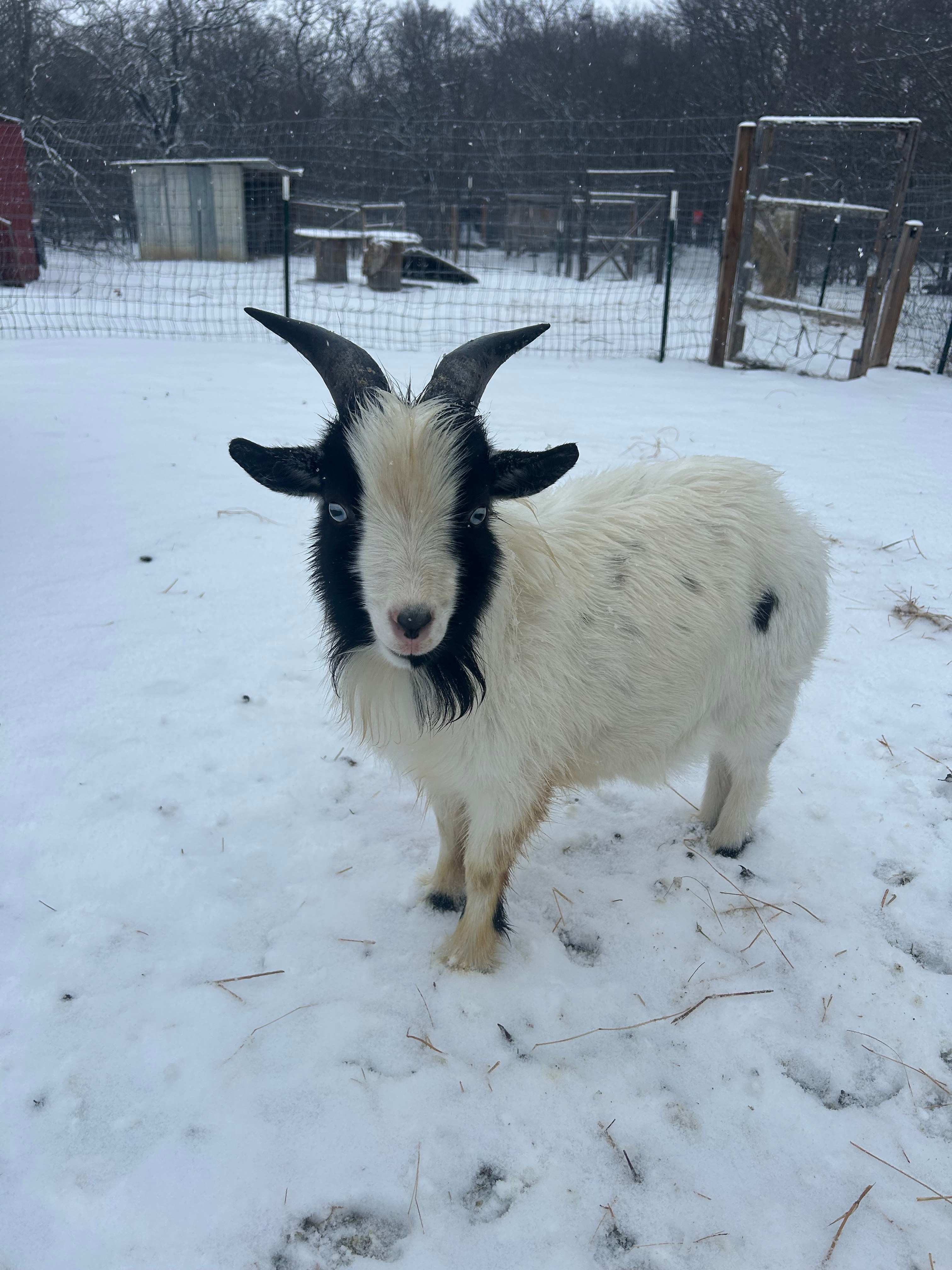 Cowboy the Shepsky and Hank the Nigerian Dwarf goat loved the snow in Azle<br />
today!