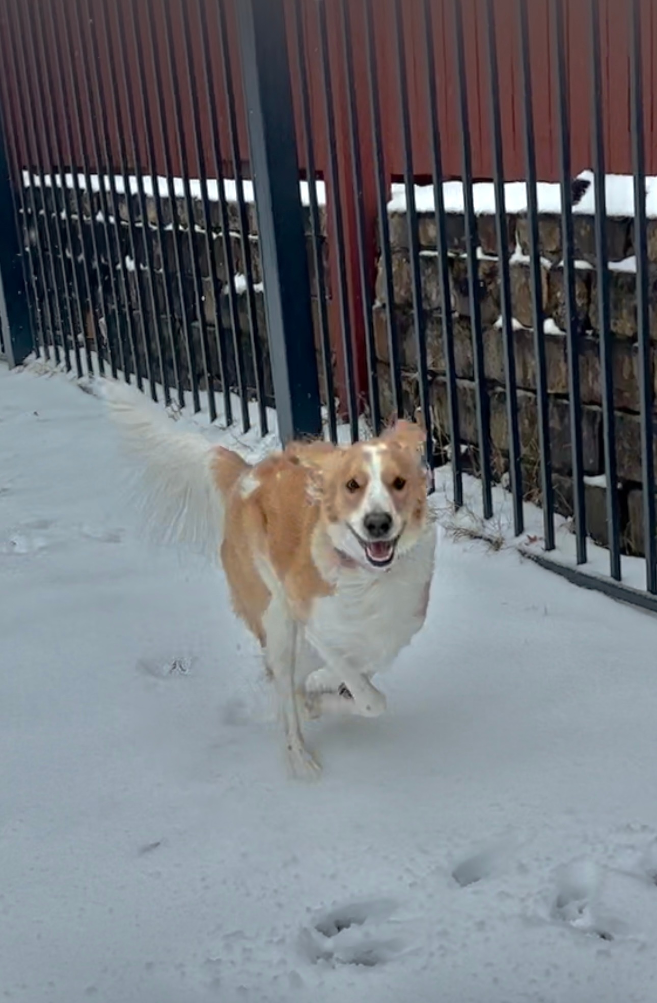 Happy doesn’t fully describe the excitement that my dog Lucy is having in the snow.<br />
Plano, TX