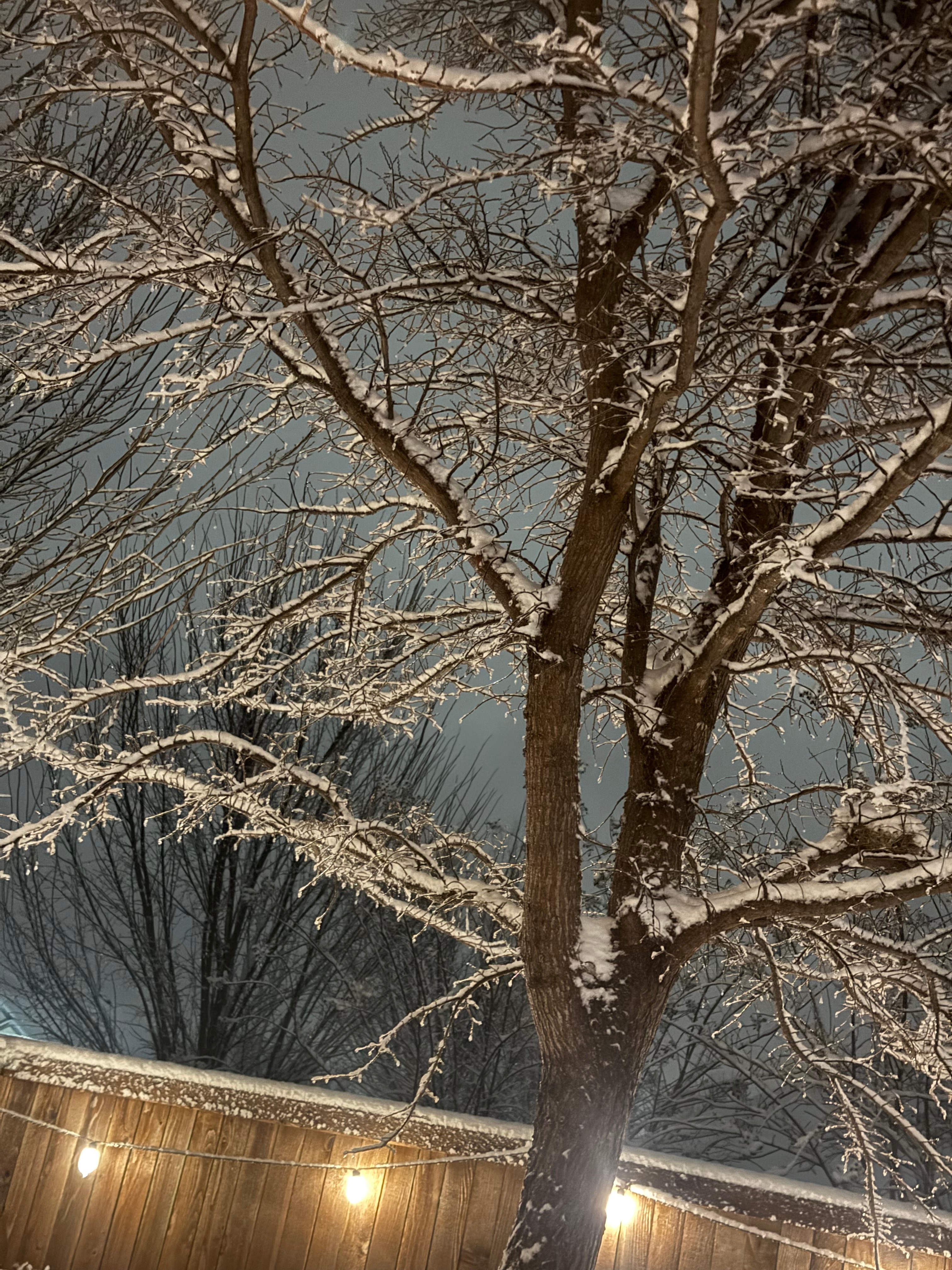 A tree in our backyard glistening with some fresh fallen snow in the early morning hours.