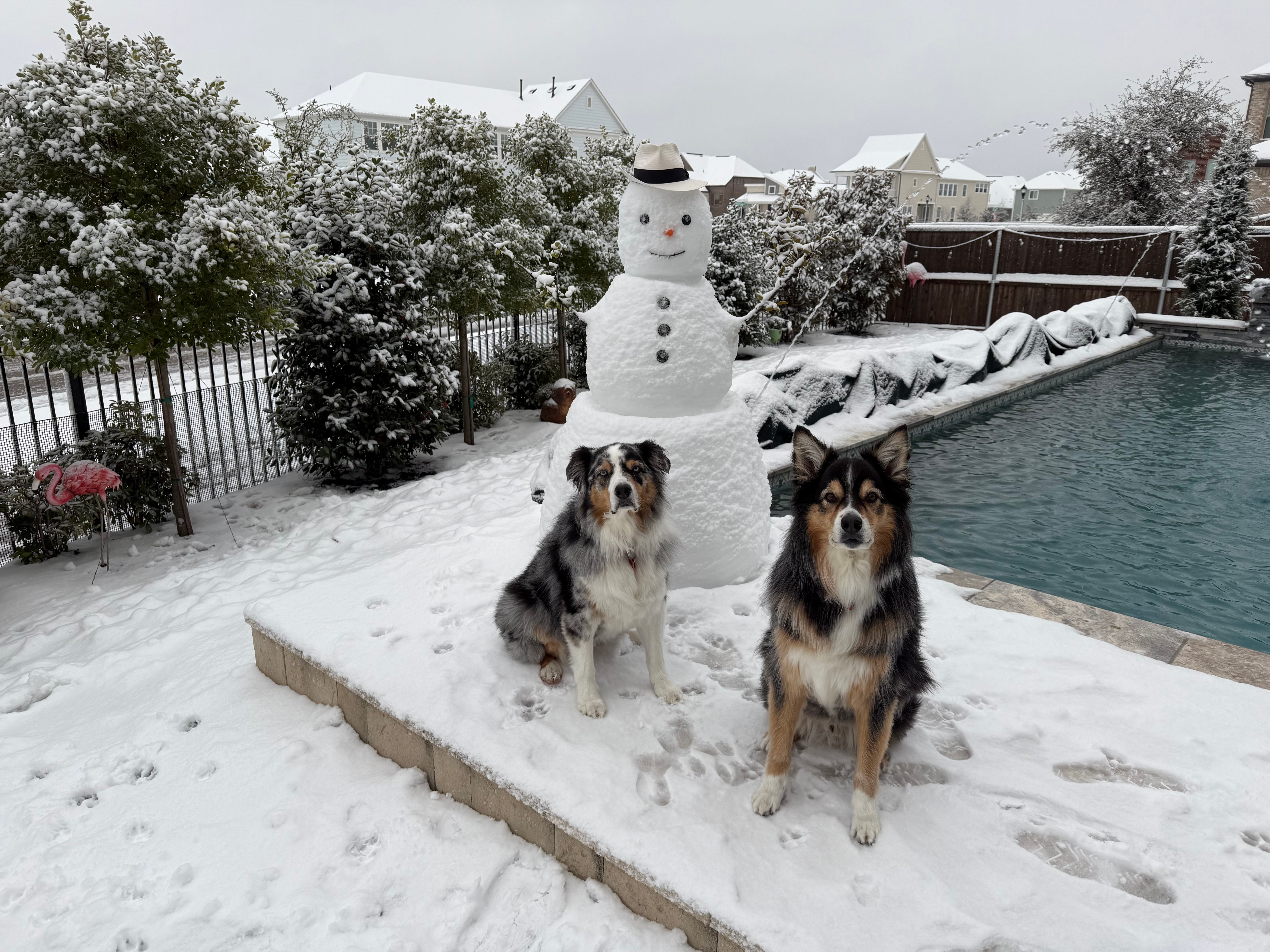 Our Aussies enjoying their 2025 winter storm with their snowman!