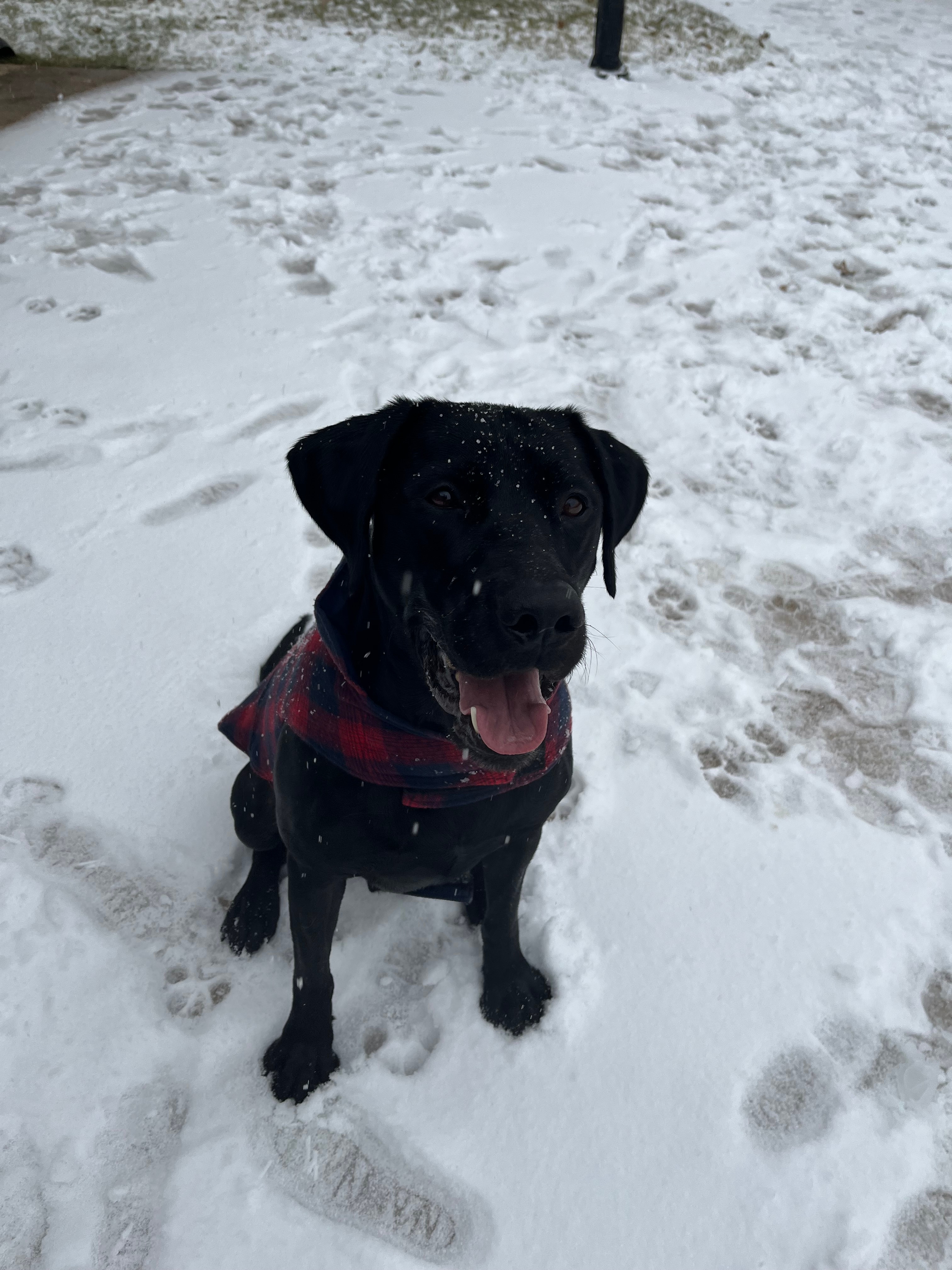 Max enjoying the winter weather and ready for a snowball fight!