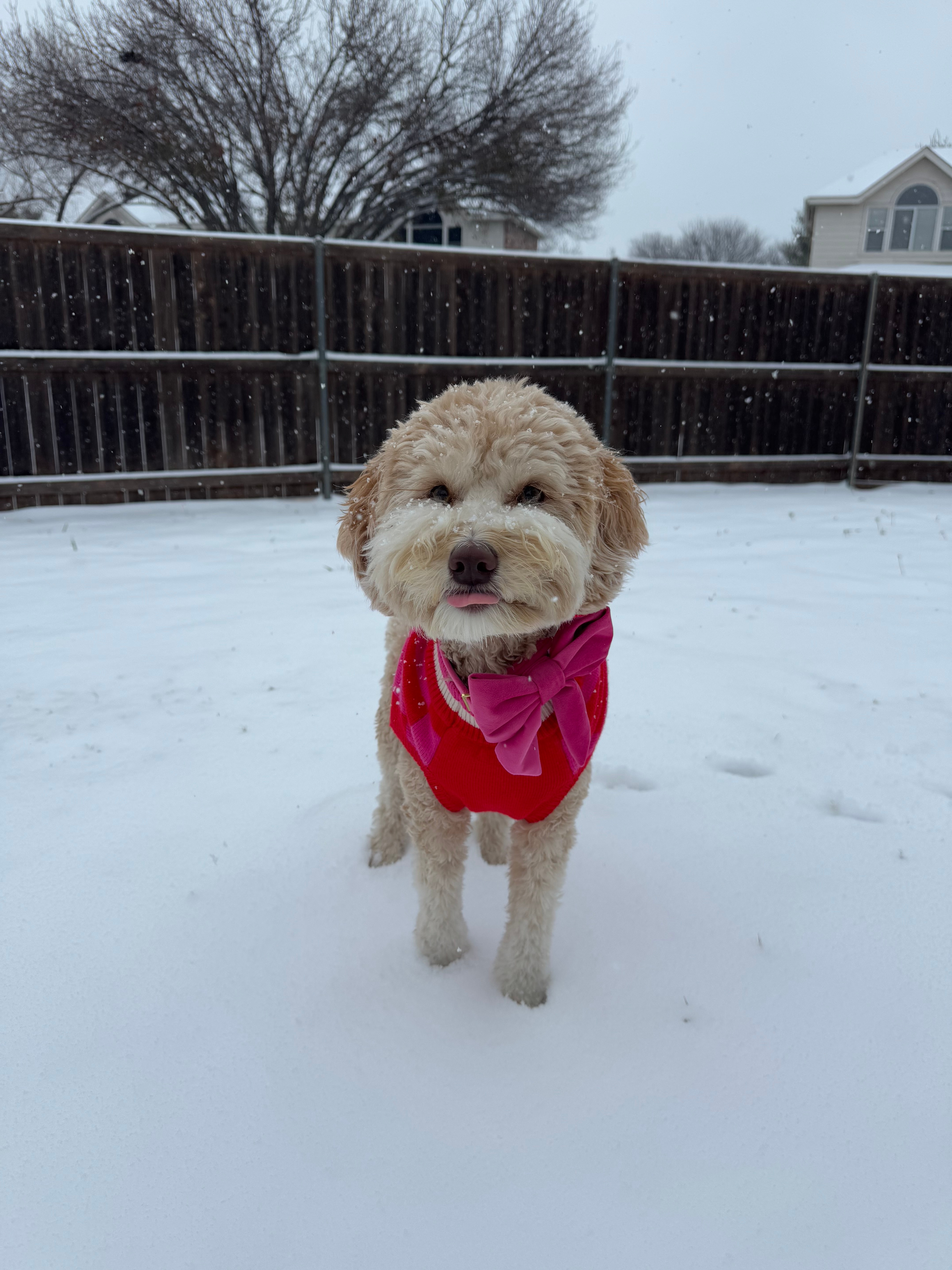 Just felt like everyone needed to see this pup enjoy the Texas snow!