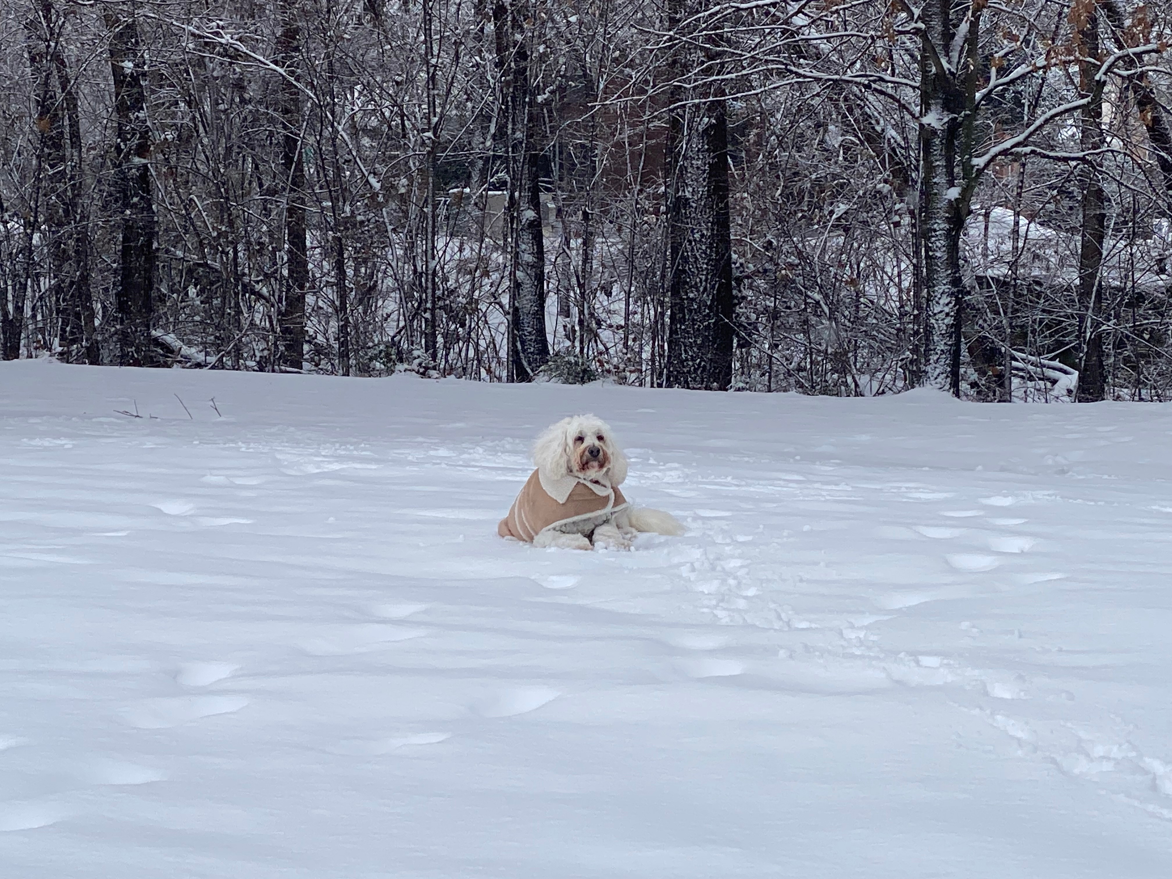 Rio wishes for snow and cold more often. His favorite season @ Coyote Park in Plano.