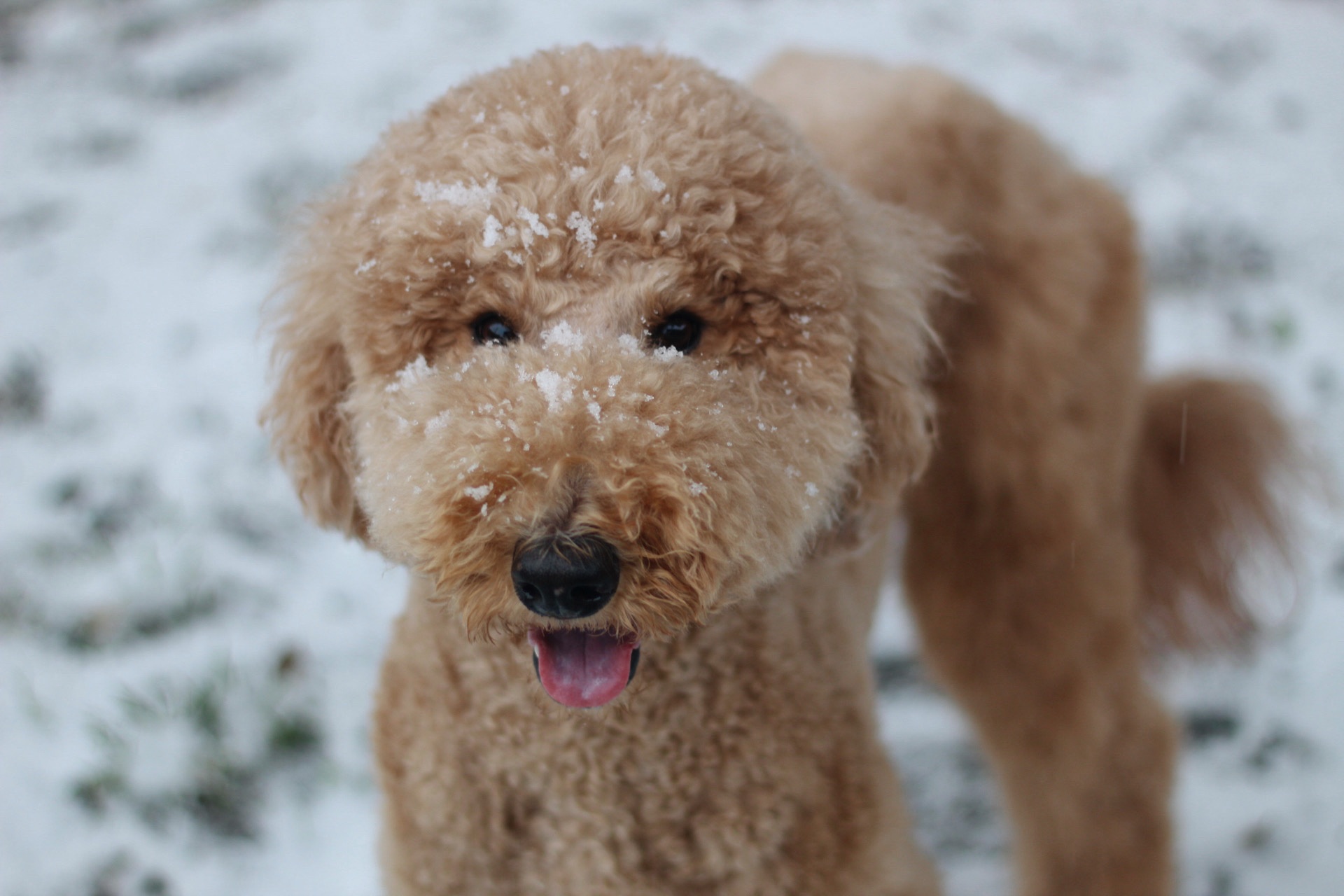 Two poodles named Maisy and Melvin playing in the snow from Garland, Tx.