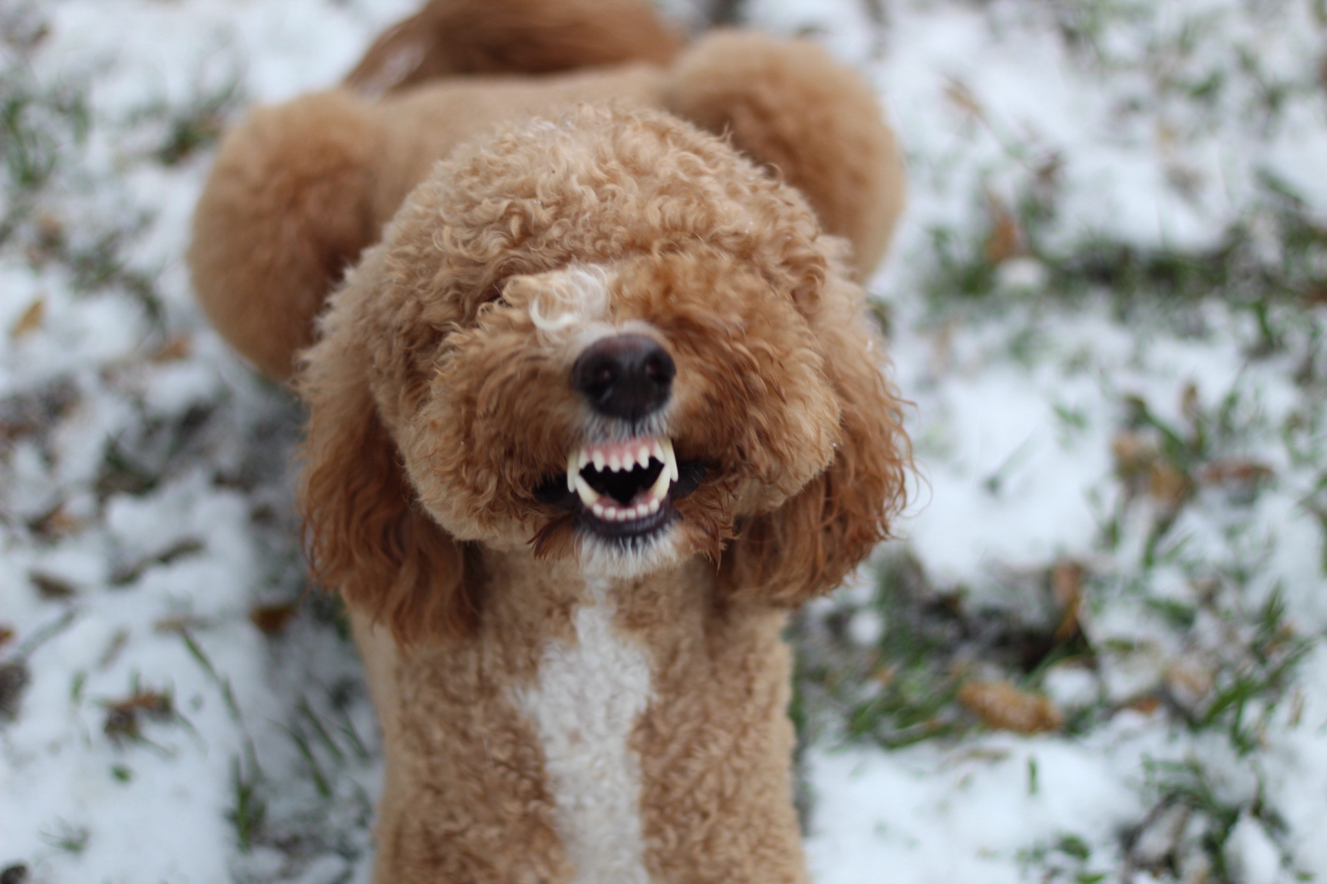 Two poodles named Maisy and Melvin playing in the snow from Garland, Tx.