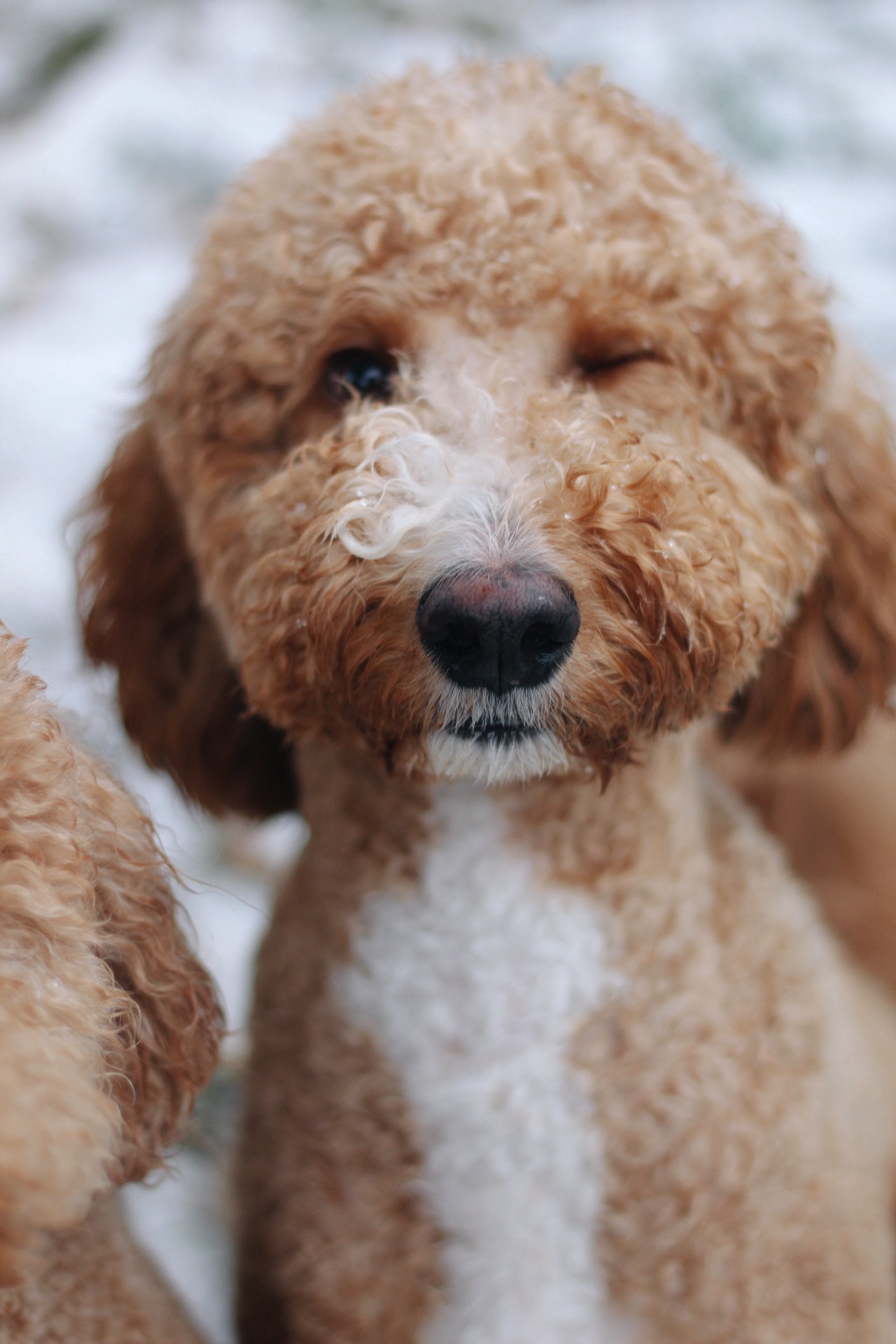 Two poodles named Maisy and Melvin playing in the snow from Garland, Tx.