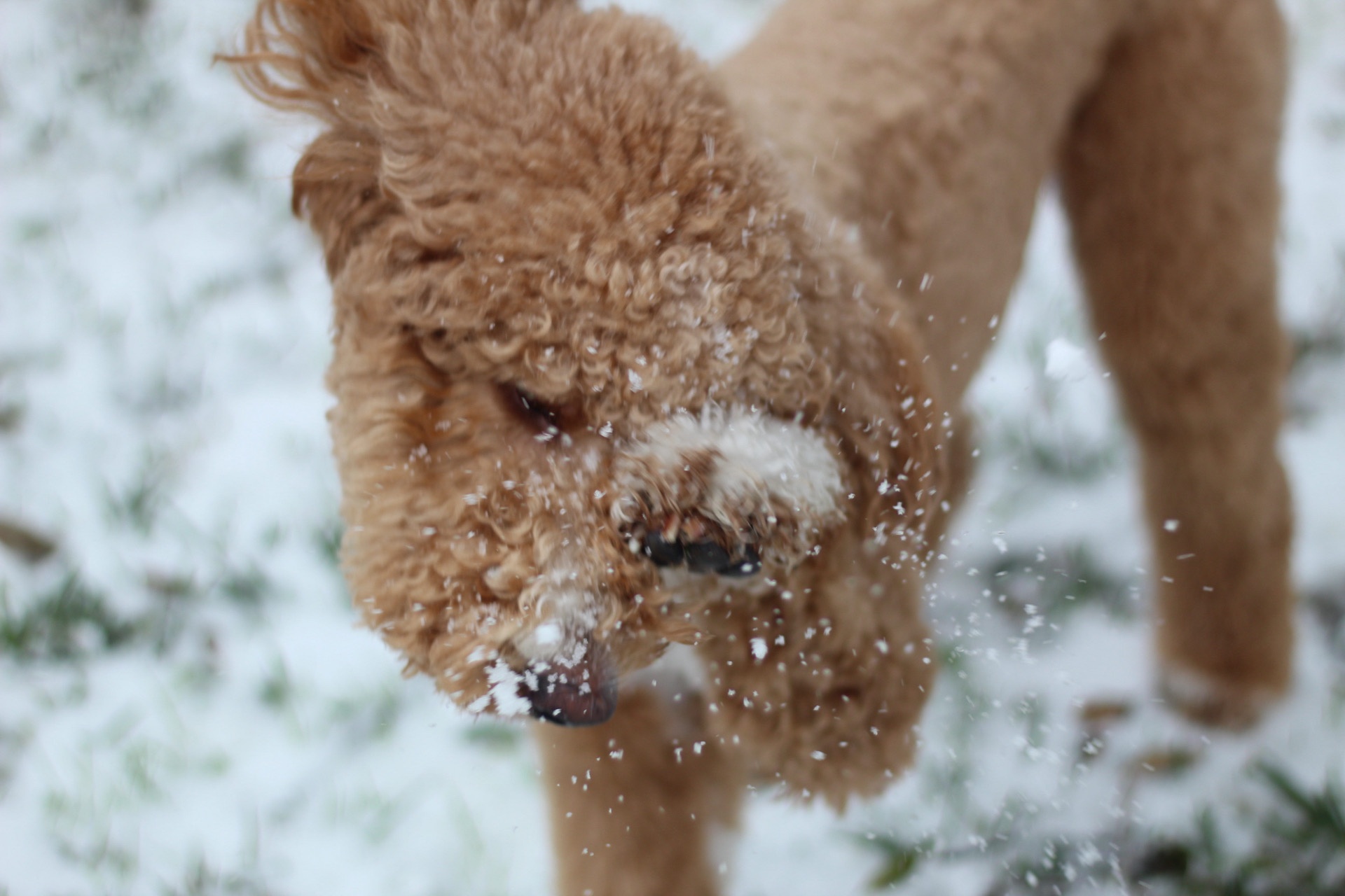 Two poodles named Maisy and Melvin playing in the snow from Garland, Tx.