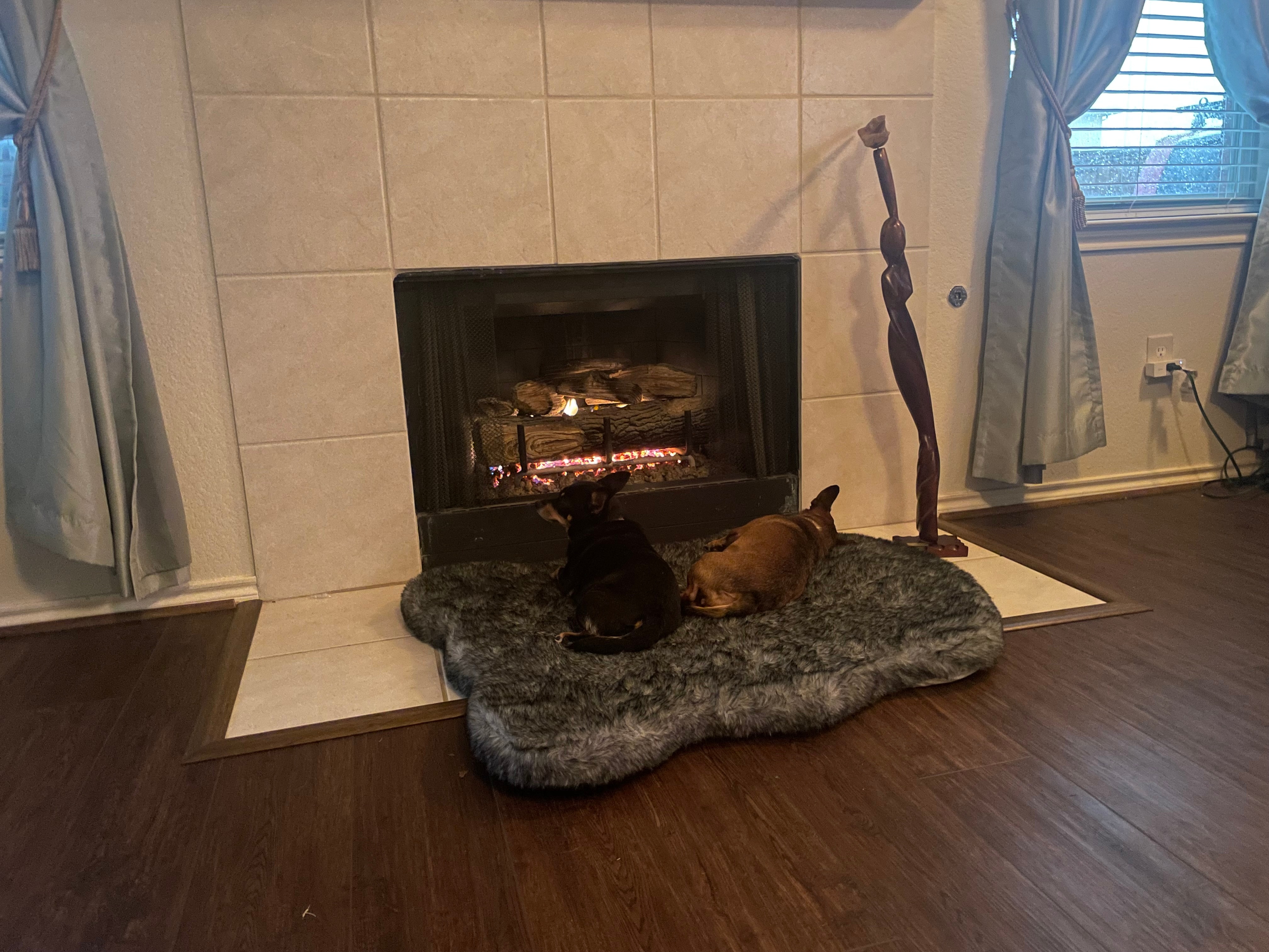 Dogs enjoying the day in front of the fire