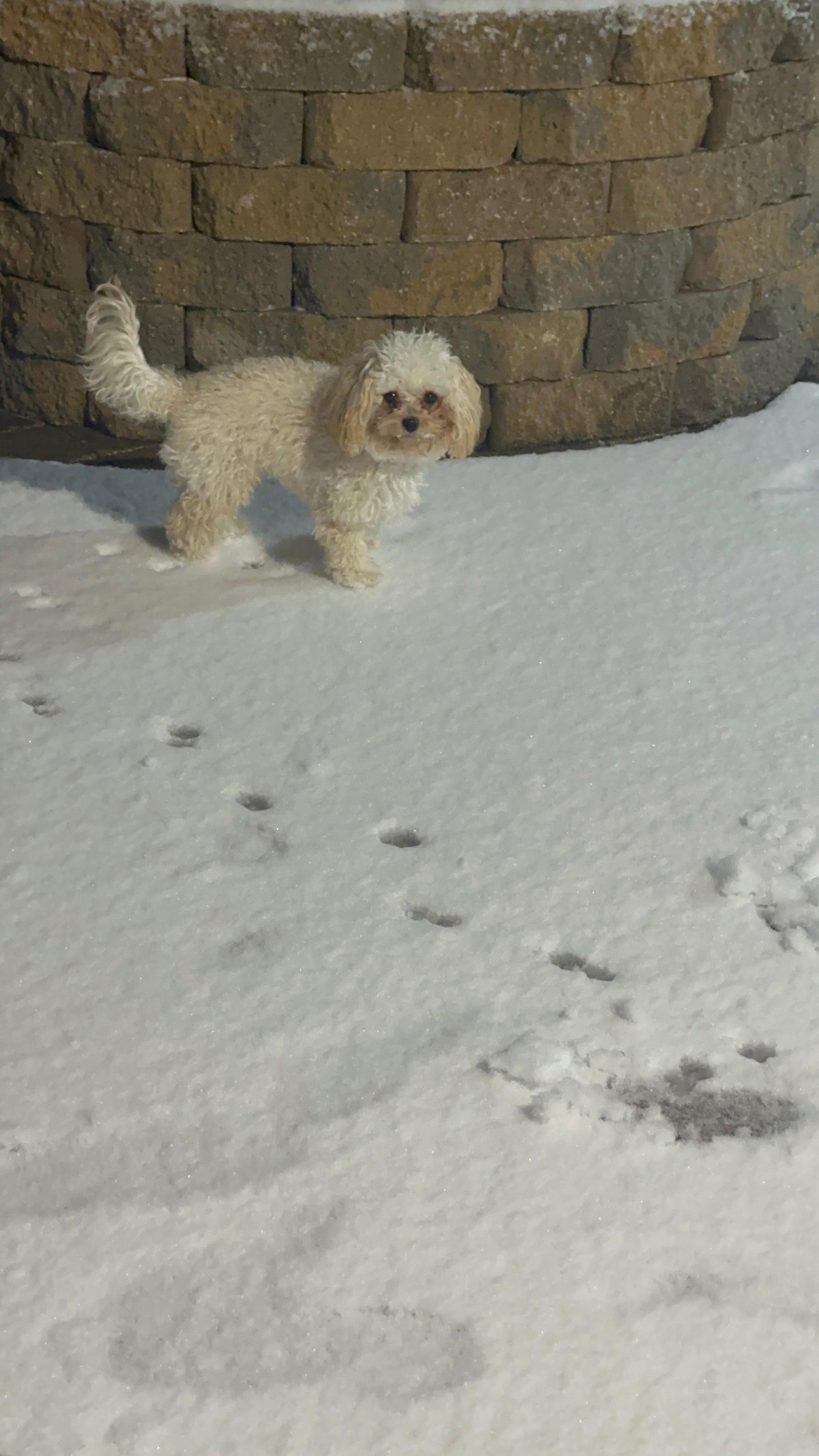 My little Granddog Millie’s 1st Snowday☃️