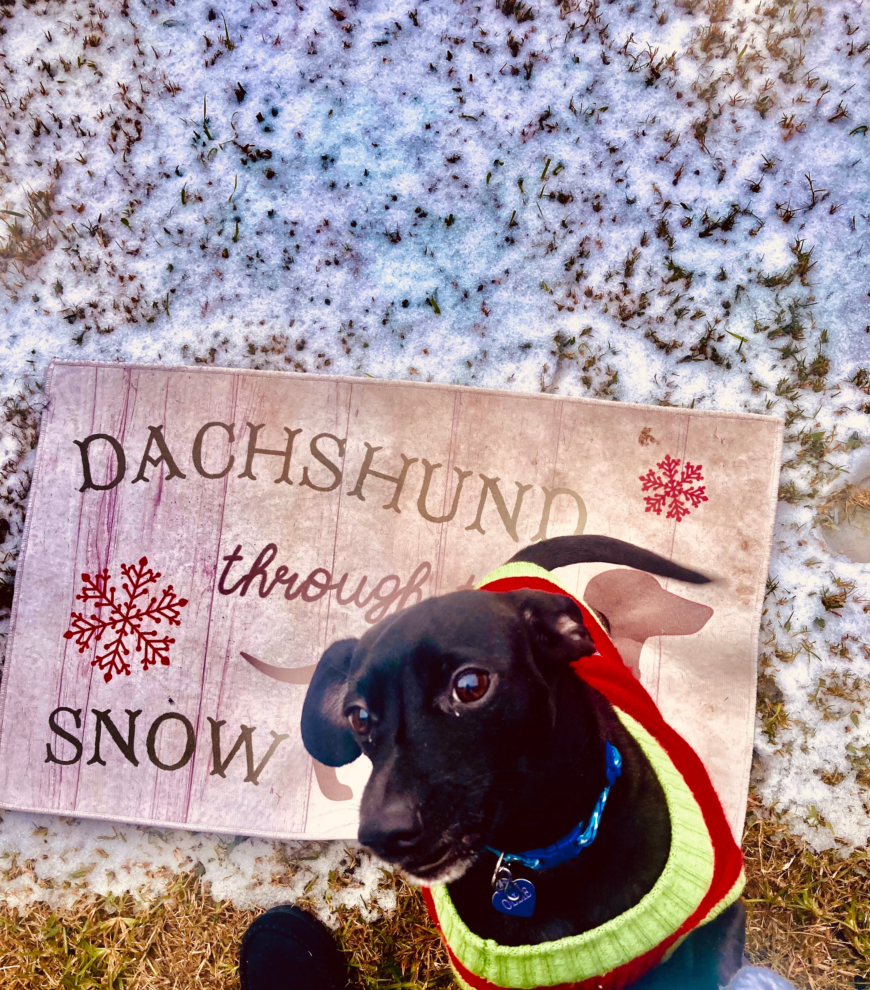 Ollie can read! And loves the snow!