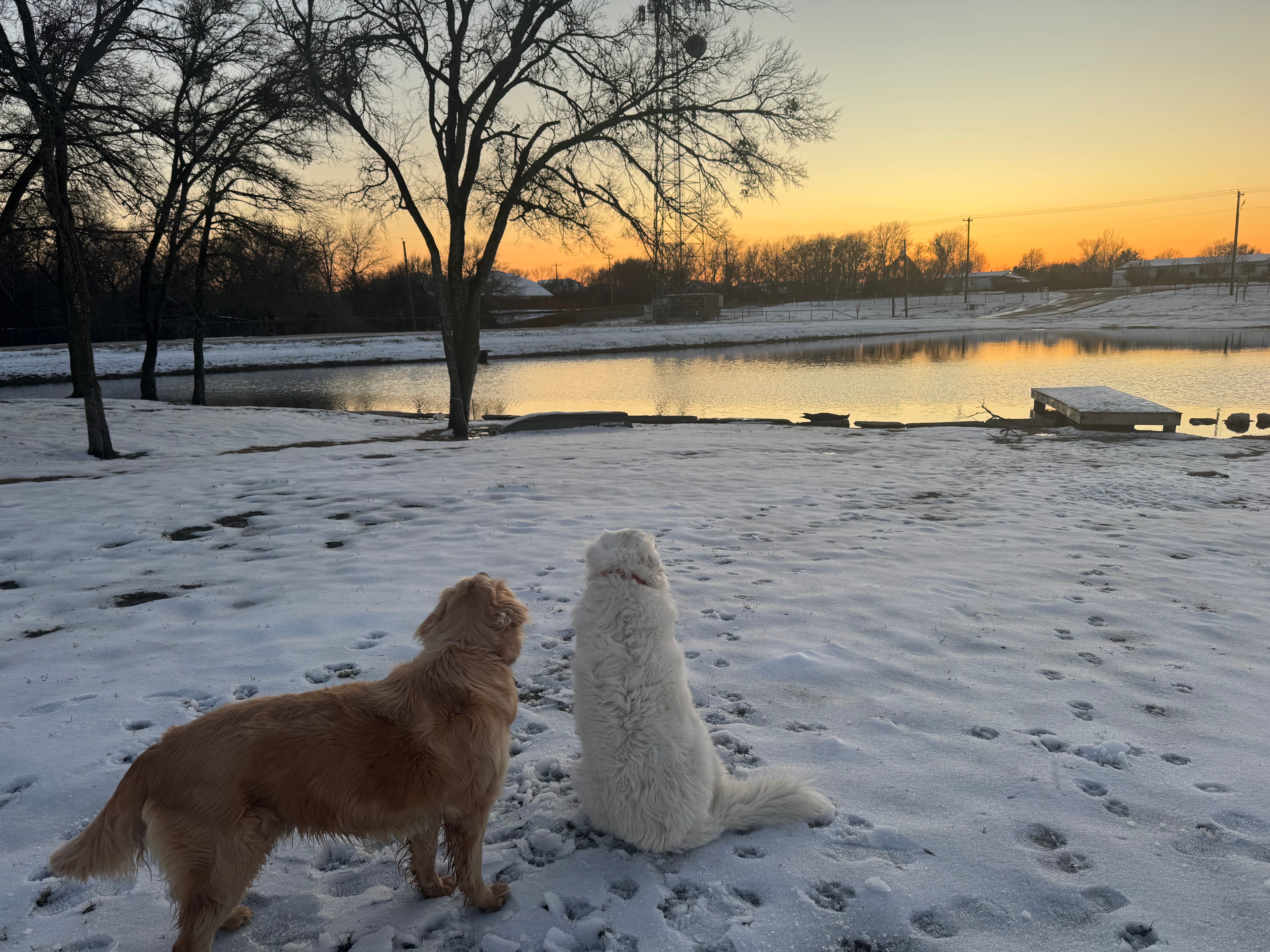 Moose & Bailey enjoying the snow in Princeton.