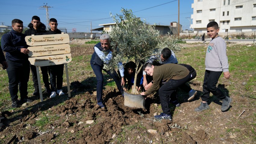 Palestinian farmers plant the first olive tree ahead of the replant of a 10 dunam, 2.5 acres, of land with 250 olive trees, part of the joint Freedom Farm project of the Palestinian Farmers Union and the Treedom for Palestine 2025 in memory of President Jimmy Carter, in the West Bank city of Tulkarem Monday, Jan. 13, 2025.