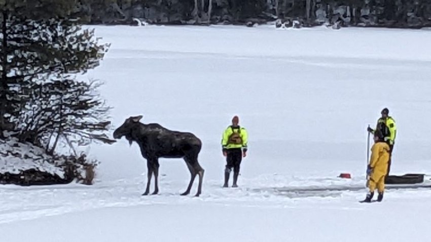 In this photo handout provided by New York State's Department of Environmental Conservation, a rescued moose emerges from icy waters with the aid of forest rangers and police officers on Lake Abanakee in Indian Lake, Hamilton County, Thursday, Jan. 16, 2025. (New York State's Department of Environmental Conservation photo via AP)