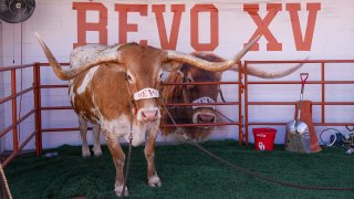 Sep 28, 2024; Austin, Texas, USA;  Texas Longhorns mascot, Bevo XV, before the game against the Mississippi State Bulldogs at Darrell K Royal-Texas Memorial Stadium. Mandatory Credit: Daniel Dunn-Imagn Images