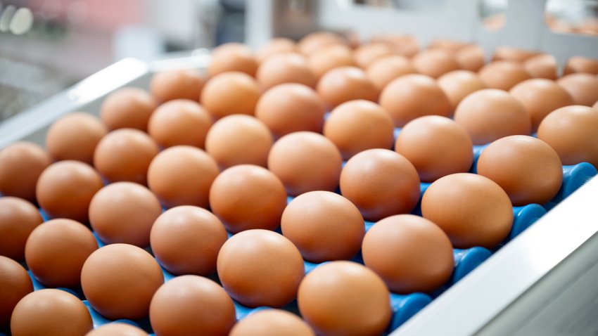 File photo of eggs