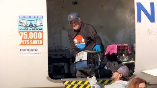 Dogs and cats from Los Angeles-area shelters are evacuated to North Texas where they’ll be placed in new homes.
