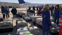 Dogs and cats from Los Angeles-area shelters are evacuated to North Texas where they'll be placed in new homes.