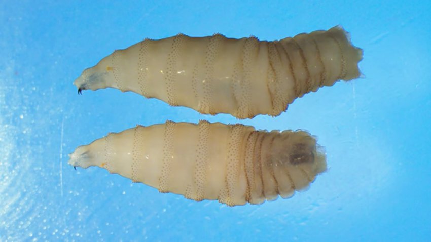 Screwworm larvae.