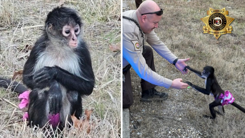 The photo on the left shows a spider monkey in a pink tutu sitting in a field. The right photo shows the monkey standing up and holding hands with a sheriff's deputy.